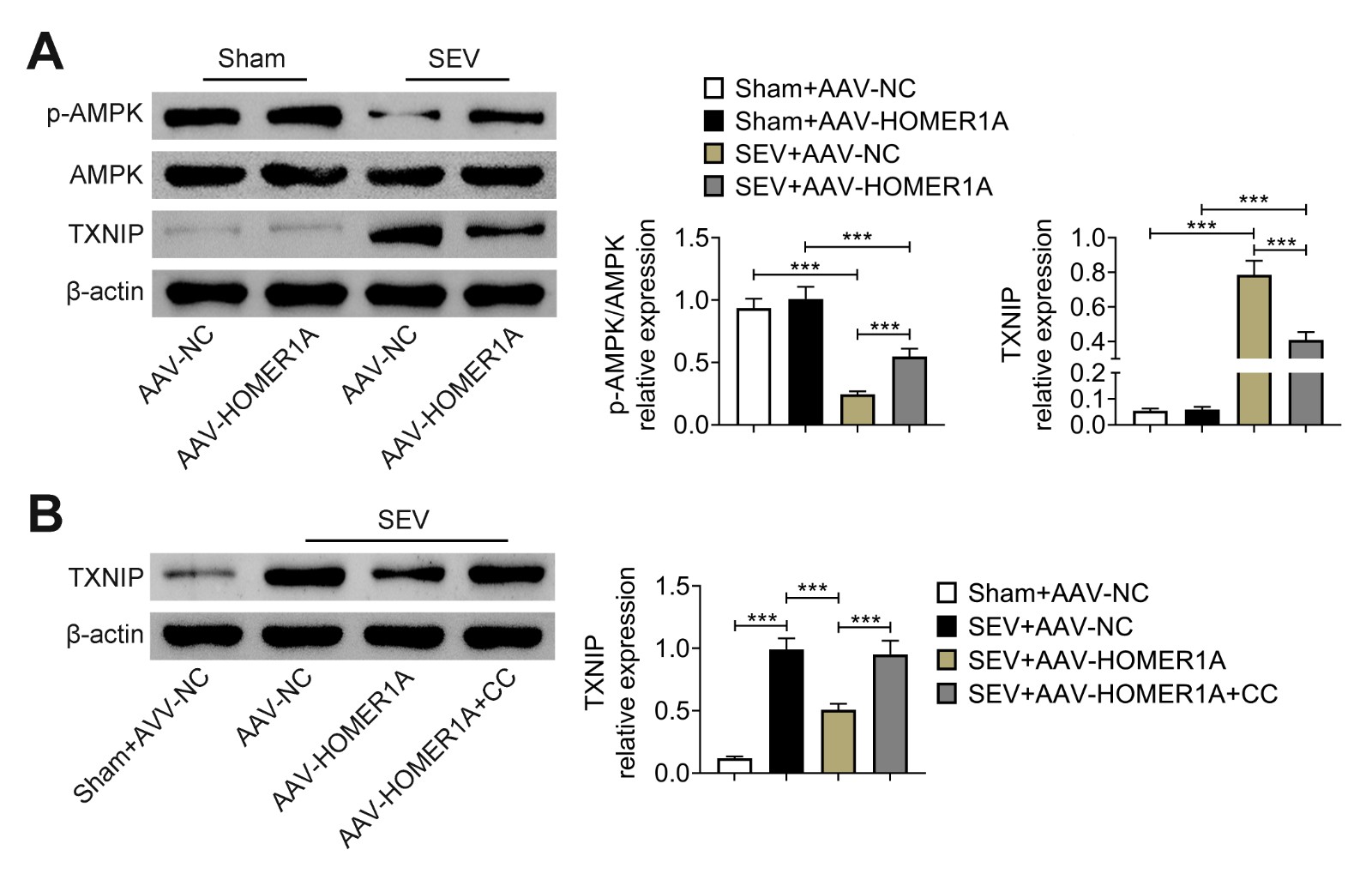 HOMER1A stimulated AMPK/TXNIP activation. (A) The
p-AMPK/AMPK and TXNIP levels were examined in the Sham + AAV-NC, Sham +
AAV-HOMER1A, SEV + AAV-NC and SEV +
AAV-HOMER1A groups through western blot. (B) The TXNIP expression was tested in
the Sham, SEV + AAV-NC, SEV + AAV-HOMER1A
and SEV + AAV-HOMER1A + CC (AMPK inhibitor)
groups through western blot. Six rats were used in each group. ***p <
0.001. SEV: Sevoflurane; AAV: adeno-associated virus.