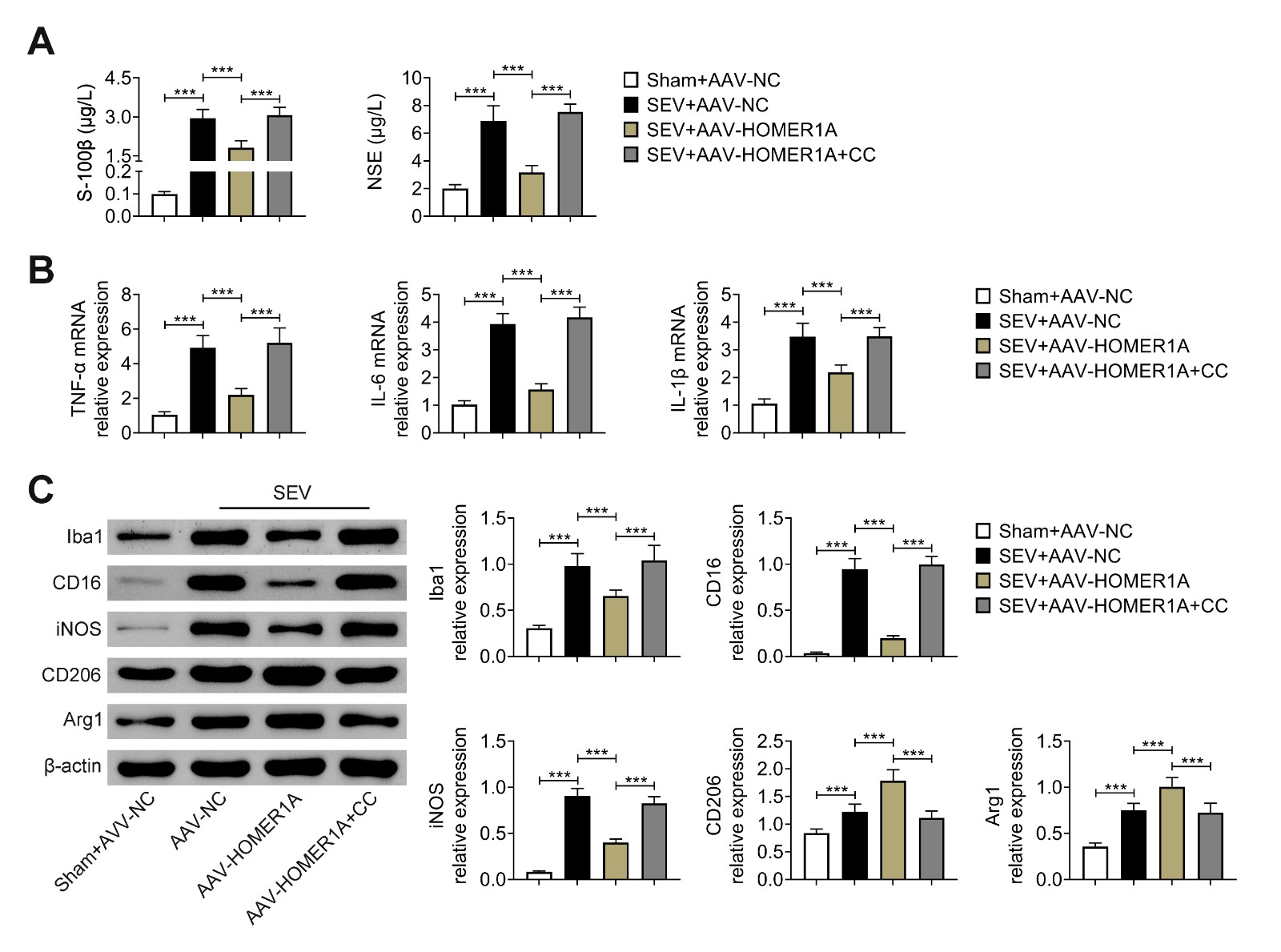 Inhibition of AMPK activation attenuated the neuroprotective
effects of HOMER1A. Groups were divided into the Sham, SEV + AAV-NC,
SEV + AAV-HOMER1A and SEV + AAV-HOMER1A + CC (AMPK inhibitor) group. (A) The
S-100β and NSE levels were assessed through ELISA. (B) The
TNF-α, IL-6 and IL-1β mRNA
expressions were examined through RT-qPCR. (C) The Iba1, CD16, iNOS (M1-like
marker), CD206 and Arg1 (M2-like marker) expressions were tested through western
blot. Six rats were used in each group. ***p < 0.001. SEV:
Sevoflurane; AAV: adeno-associated virus; TNF-α: tumor necrosis
factor-α; IL-6: Interleukin-6; IL-1β: Interleukin-1β.