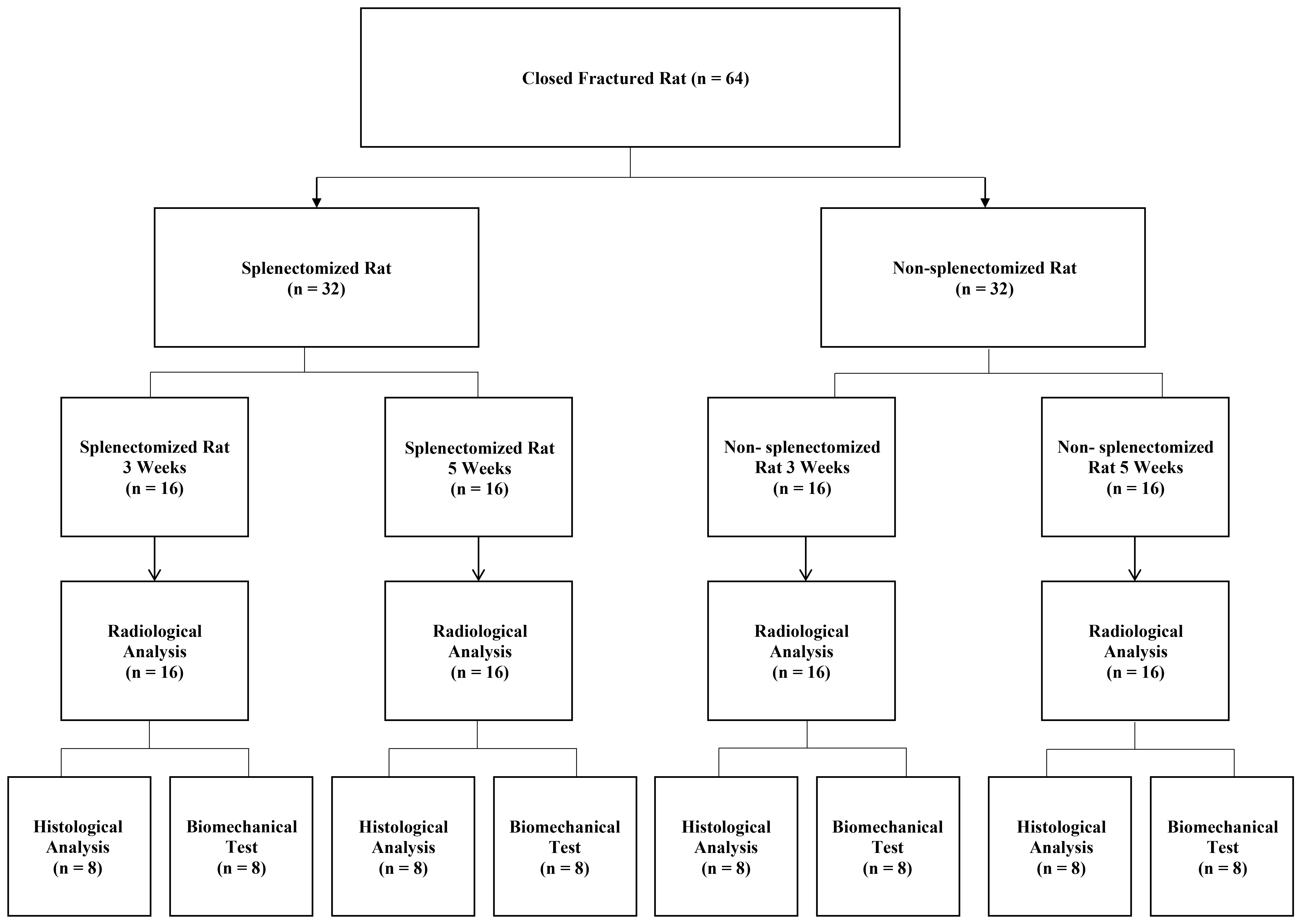 The workflow of this study.