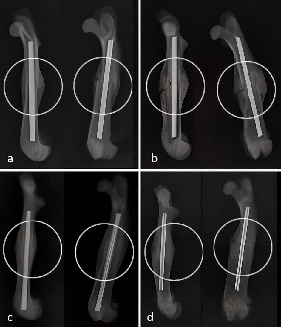 Anteroposterior and lateral X-ray examination for fracture lines
of rat femurs are marked (in white circles). In the evaluation made with the RUST
score, it was determined as 10 in rats with non-splenectomy for 3 weeks (a), 9 in
rats with splenectomy for 3 weeks (b), 12 in rats with non-splenectomy for 5
weeks and (c) 11 in splenectomized rats for 5 weeks (d).