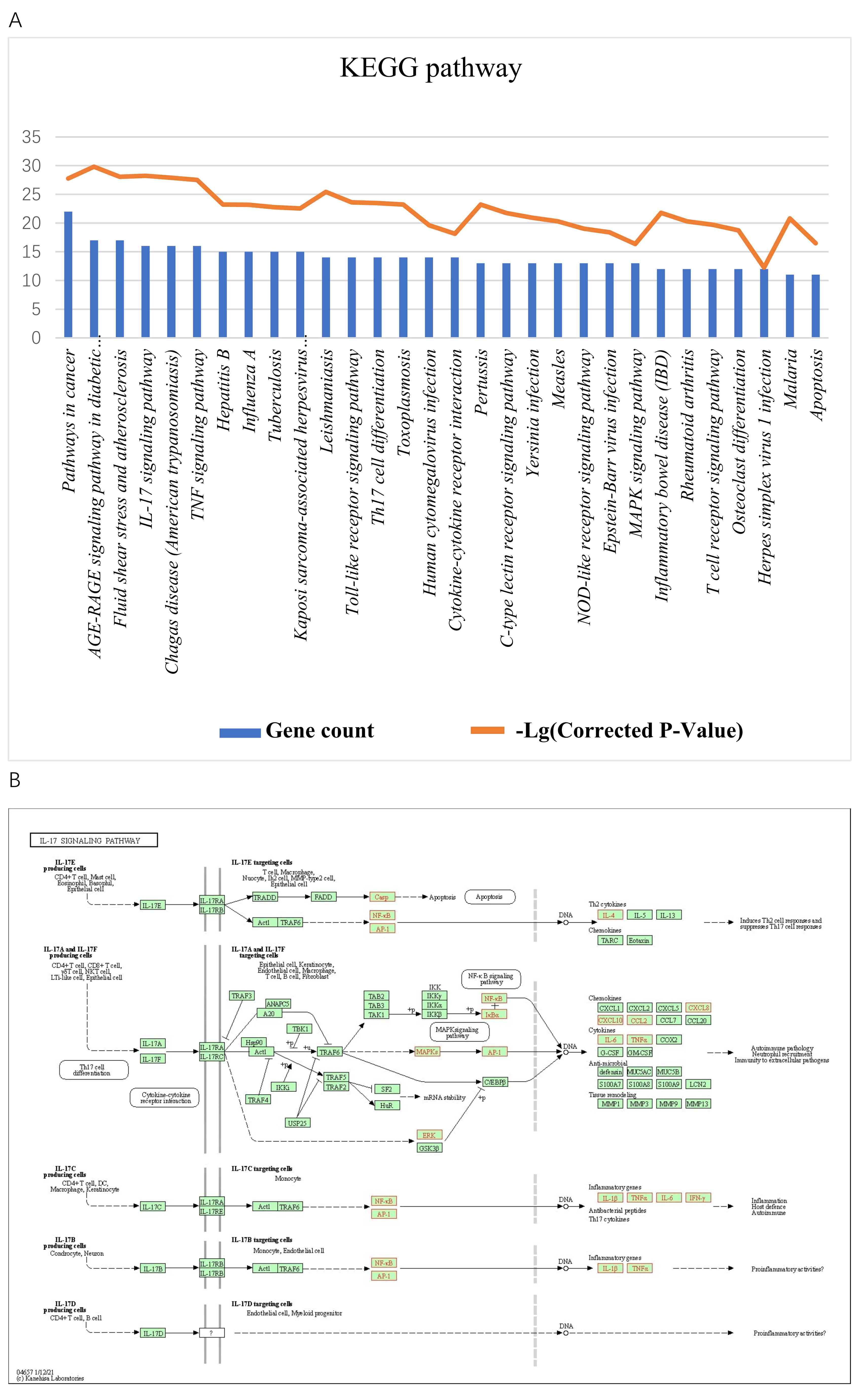 KEGG enrichment analysis and pathway map. A, Pathway enrichment
analysis of S. barbata target genes against COVID-19 viremia using
KOBAS. B, Pathway map shows the IL-17 signaling pathway as the most significantly
enriched pathway. Notes: IL-17A-F: Interleukin 17A-F; IL-17RA: Interleukin 17 receptor A; IL-17RB:
Interleukin 17 receptor B; IL-17RC: Interleukin 17 receptor C; IL-17RE:
Interleukin 17 receptor E; TRADD: Tumor necrosis factor receptor type
1-associated DEATH domain protein ; Casp: Caspase 3 Act1: TRAF3 Interacting
protein 2; TRAF6: TNF receptor-associated factor 2; TRAF3: TNF
receptor-associated factor 3; TRAF5: TNF receptor-associated factor 5; TRAF2: TNF
receptor-associated factor 2; TRAF4: TNF receptor-associated factor
4; NF-κb: Nuclear factor kappa B; AP-1: Fos proto-oncogene/AP-1
transcription factor subunit; ANAPC5: Anaphase-promoting complex subunit 5; A20:
TNF alpha induced protein 3; TBK1: TANK binding kinase 1; Hsp90: Heat shock
protein 90 alpha family class A member 1; IKKi: Inhibitor of nuclear factor kappa
B kinase subunit epsilon; USP25: Ubiquitin specific peptidase 25; TAB2: TGF-beta
activated kinase 1 binding protein 2; TAB3: TGF-beta activated kinase 1 binding
protein 3; TAK1: Mitogen-activated protein kinase kinase kinase 7 (MAP3K7);
IKKγ: Inhibitor of nuclear factor kappa B kinase regulatory subunit
gamma; IKKα: Inhibitor of nuclear factor kappa B kinase regulatory
subunit alpha; IKKβ: Inhibitor of nuclear factor kappa B kinase
regulatory subunit beta; IκBα: NFKB inhibitor alpha; MAPKS:
Mitogen-activated protein kinase 14; SF2: Serine and arginine rich splicing
factor 1; HuR: ELAV-like RNA binding protein 1; C/EBPβ: CCAAT enhancer
binding protein beta; ERK: Mitogen-activated protein kinase 1; GSK3β:
Glycogen synthase kinase 3 beta.