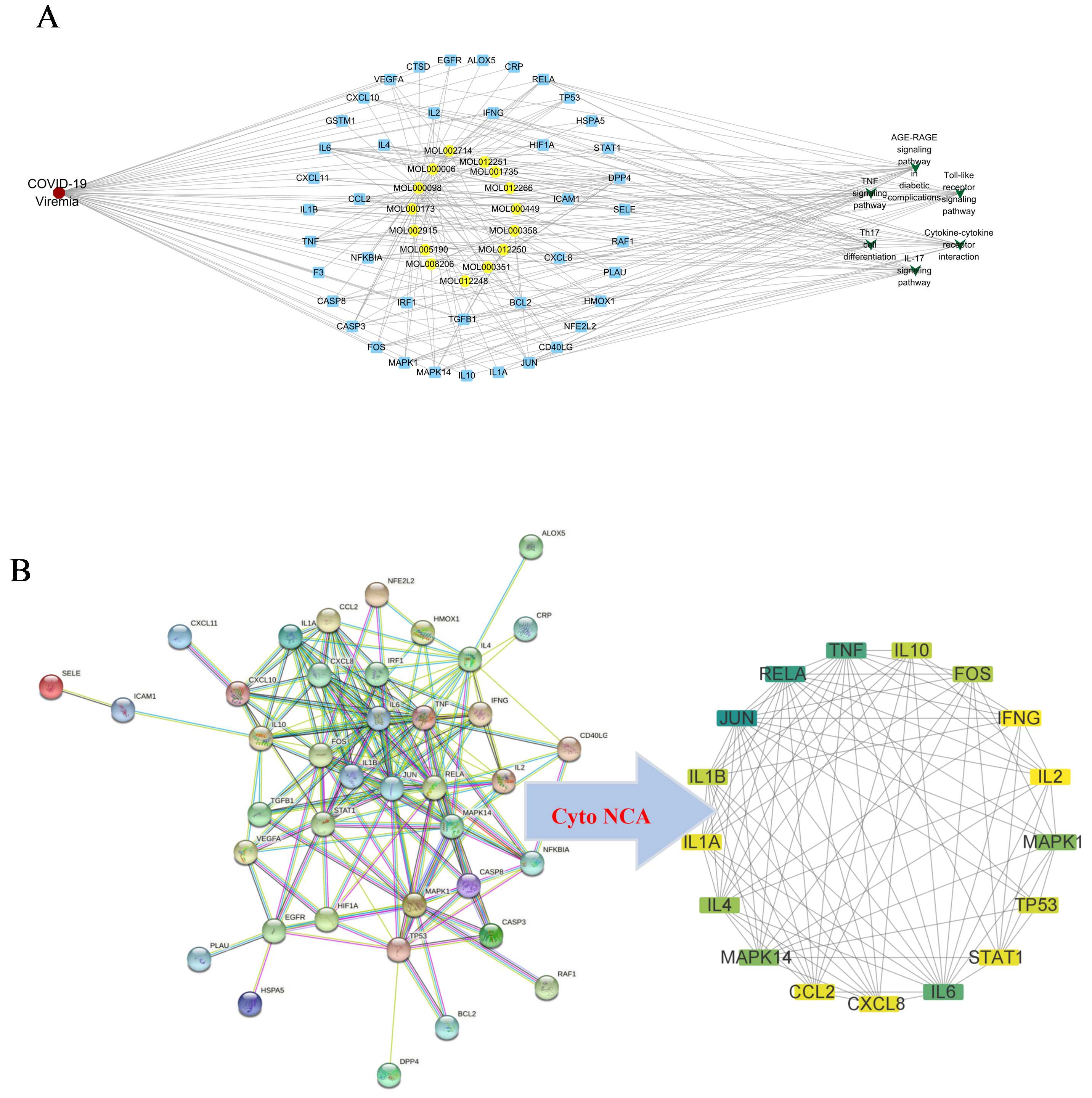 Establishment of integrative gene network and screening hub
genes. A, The functional monomer components of S.
barbata-target-COVID-19 viremia-signaling pathway network (Note: Red indicates
disease; Yellow shows functional monomer components; Blue represents target
genes; Green indicates the signaling pathways). B, The PPI network of anti-
S. barbata target genes against COVID-19 viremia and subnetwork of hub
genes. Notes: TP53: Cellular tumor antigen p53; GSTM1: Glutathione S-transferase Mu 1;
IL1B: Interleukin-1 beta; CASP8: Caspase-8; IRF1: Interferon regulatory factor 1;
EGFR: Epidermal growth factor receptor; VEGFA: Vascular endothelial growth factor
A; IL6: Interleukin-6; TNF: Tumor necrosis factor; TGFB1: Transforming growth
factor beta-1 proprotein; BCL2: Apoptosis regulator Bcl-2; CXCL8: Interleukin-8;
HIF1A: Hypoxia-inducible factor 1-alpha; CASP3: Caspase-3; MAPK1:
Mitogen-activated protein kinase 1; IL10: Interleukin-10; JUN: Transcription
factor AP-1; ALOX5: Polyunsaturated fatty acid 5-lipoxygenase; CCL2: C-C motif
chemokine 2; CD40LG: CD40 ligand; CRP: C-reactive protein; CTSD: Cathepsin D;
CXCL10: C-X-C motif chemokine 10; CXCL11: C-X-C motif chemokine 11; DPP4:
Dipeptidyl peptidase 4; F3: Tissue factor; FOS: Proto-oncogene c-Fos; HMOX1: Heme
oxygenase 1; HSPA5: Endoplasmic reticulum chaperone BiP; ICAM1: Intercellular
adhesion molecule 1; IFNG: Interferon gamma; IL1A: Interleukin-1 alpha; IL2:
Interleukin-2; IL4: Interleukin-4; MAPK14: Mitogen-activated protein kinase 14;
NFE2L2: Nuclear factor erythroid 2-related factor 2; NFKBIA: NF-kappa-B inhibitor
alpha; PLAU: Urokinase-type plasminogen activator; RAF1: RAF proto-oncogene
serine/threonine-protein kinase; RELA: Transcription factor p65; SELE:
E-selectin; STAT1: Signal transducer and activator of transcription 1-alpha/beta.