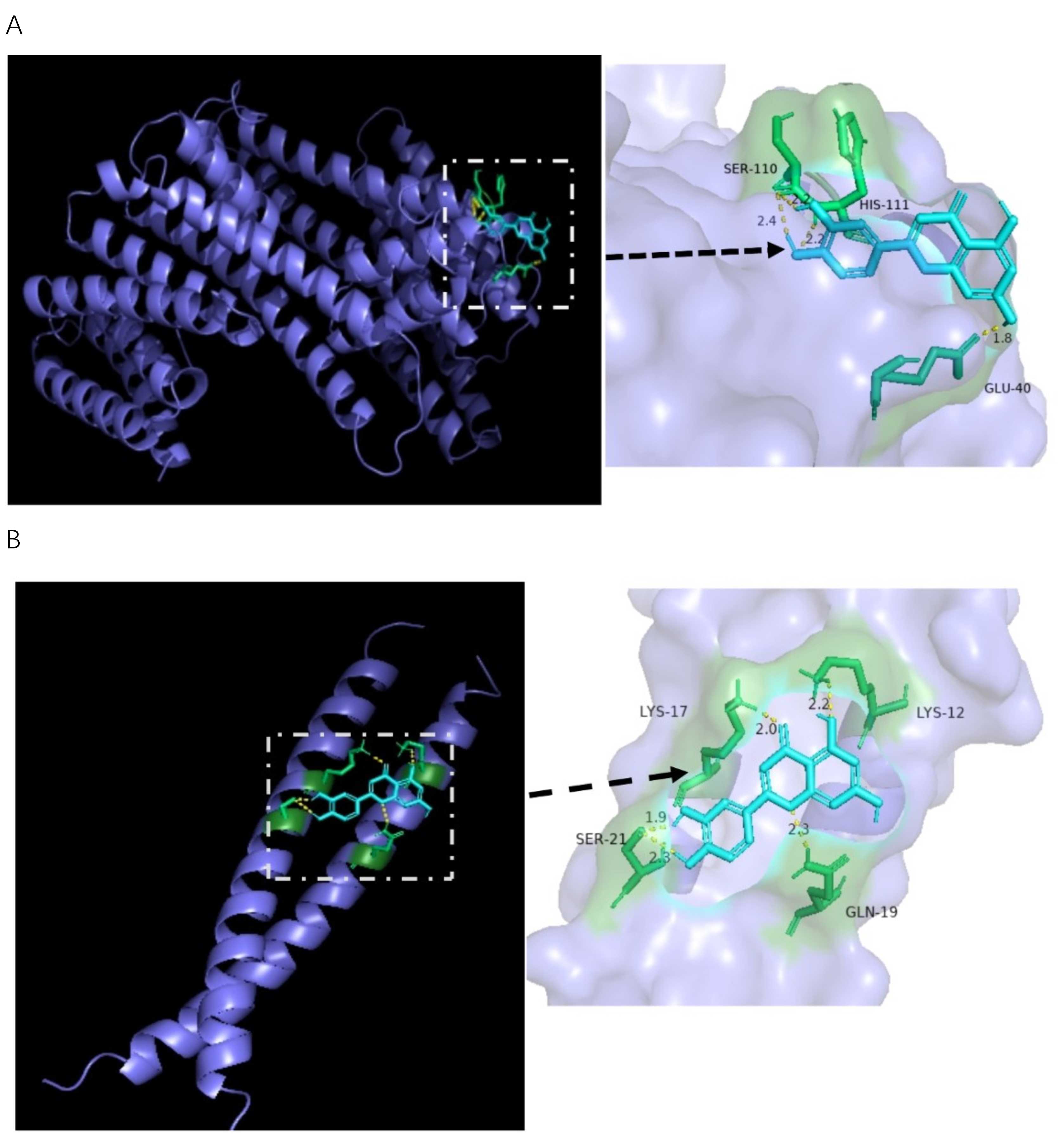 Molecular docking. A, Molecular docking between luteolin and
RELA. B, Molecular docking between luteolin and JUN. Notes: SER-110/21:
Serine-110/21; HIS-111: Histidine-111; GLU-40: Glutamate-40; LYS-12/17:
Lysine-12/17; GLN-19: Glutamine-19.