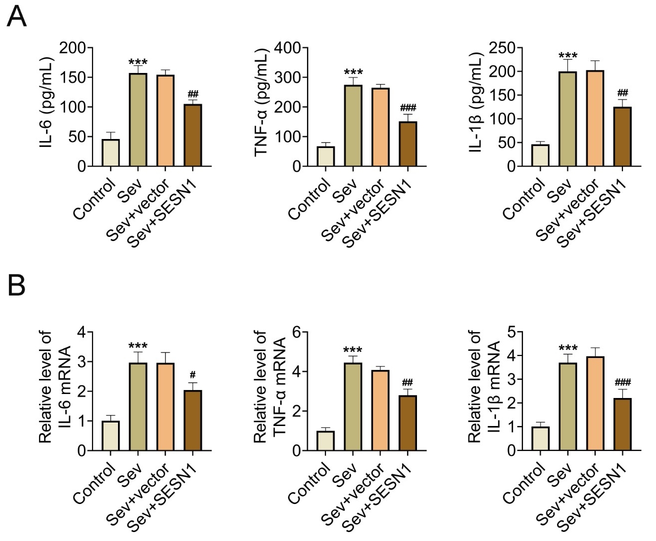 SESN1 improves sevoflurane induced cellular inflammation. (A,B)
The level and mRNA level of IL-6, IL-1β and TNF-α in different
groups were confirmed through ELISA (A) as well as qPCR (B) assays. ***,
p < 0.01 SEV vs. control; #, p < 0.05, ##,
p < 0.01, ###, p < 0.001 SEV + SESN1 vs. SEV +
vector. SESN1: Sestrin 1; IL: interleukin; SEV: sevoflurane; TNF: tumor necrosis
factor.