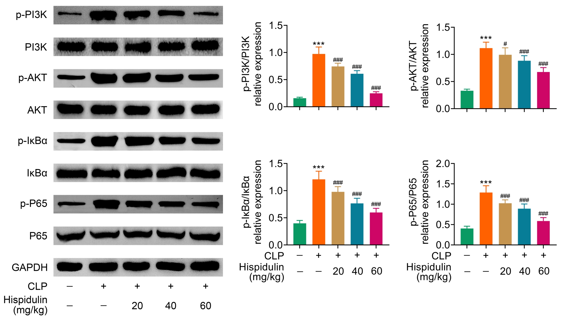 Impact of hispidulin on NF-κB and AKT signaling
pathways activation induced by CLP. Protein expressions of p-P65, P65,
p-IκBα, IκBα, p-AKT, AKT, p-PI3K and PI3K
were evaluated by Western blot analysis. ***p < 0.005 vs.
sham. #p < 0.05 vs. CLP. ###p < 0.005
vs. CLP. Data were presented as mean ± SEM. PI3K: Phosphoinositide
3-kinases; AKT: protein kinase B; CLP: cecal ligation and puncture; GAPDH:
glyceraldehyde-3-phosphate dehydrogenase.