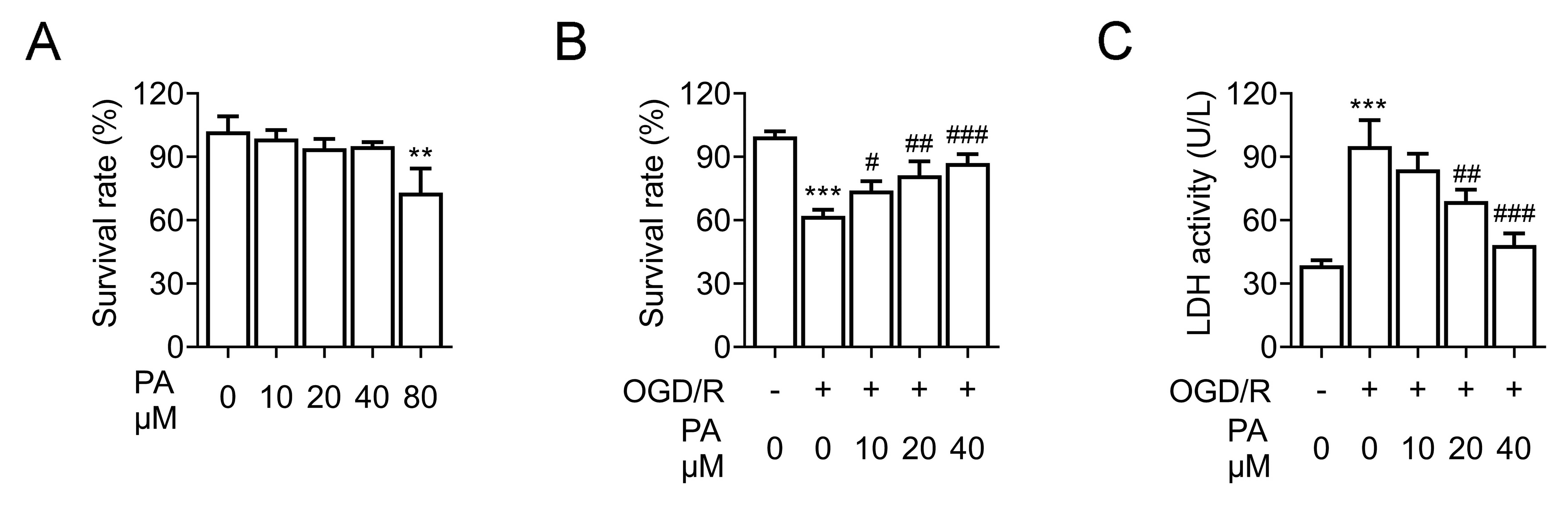 PA contributing to survival of PC12 cells induced by OGD/R. (A)
MTT assays exhibited viability of PC12 cells upon PA treatment for 24 h at 10,
20, 40 and 80 µM concentrations. (B) MTT assays showed PC12 cells viability
with or without OGD/R upon PA treatment for 24 h at 10, 20 and 40 µM
concentrations. (C) LDH releasing assays showed PC12 cells LDH levels upon PA
treatment at concentration of 10, 20 and 40 µM for 24 h with or without
OGD/R. Error bar indicates SD. #p < 0.05, ##p < 0.01,
###p < 0.001, OGD/R + PA vs. OGD/R. **p < 0.01,
***p < 0.001, OGD/R vs. control. OGD/R: oxygen-glucose
deprivation/reoxygenation; PA: Physalin A; LDH: lactate dehydrogenase.