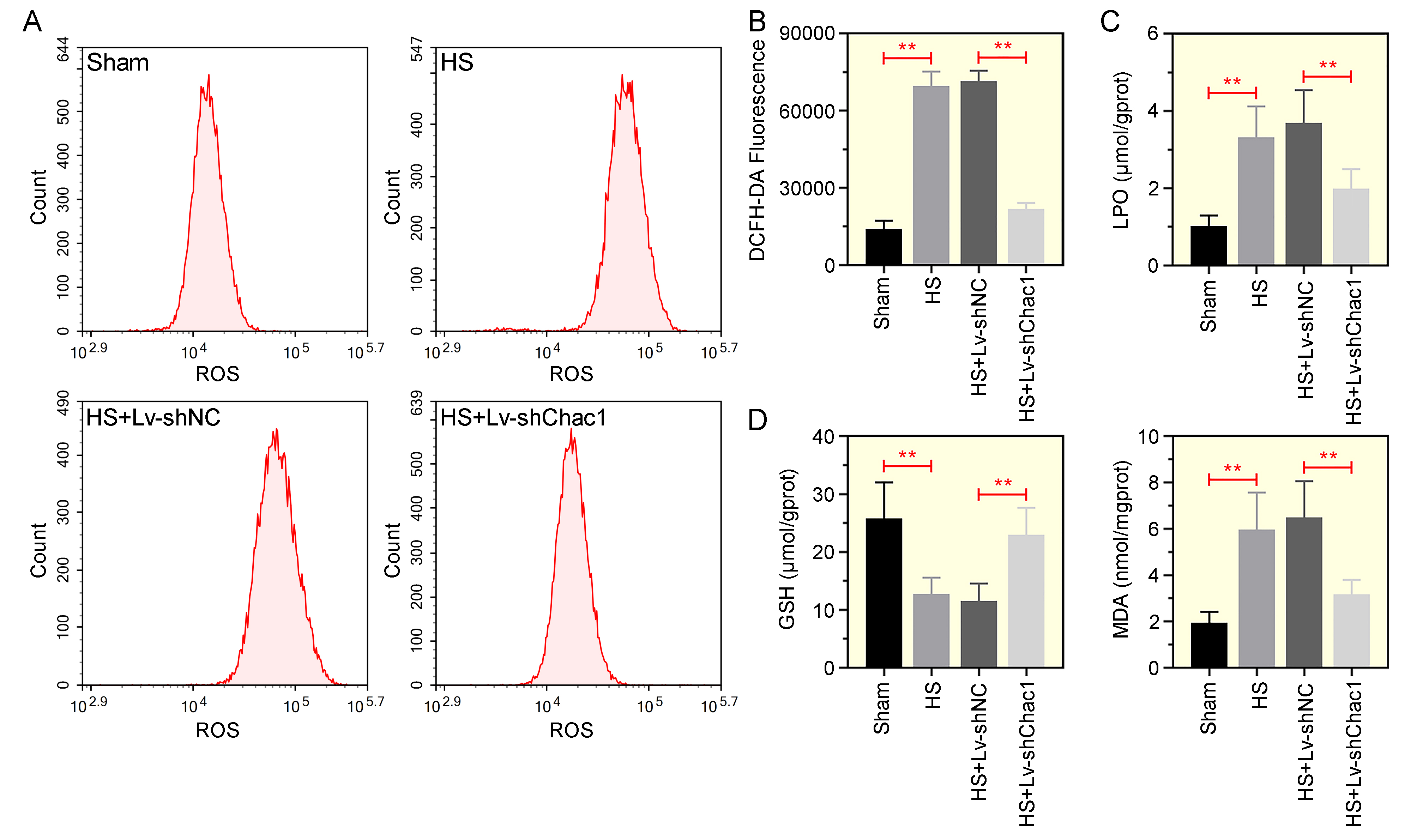Chac1 reduction alleviates oxidative stress induced by HS in
ileum tissues. (A) Flow cytometry detection of ROS production labeled with
DCFH-DA. (B) Quantification of DCFH-DA fluorescence in ileum tissue. (C)
Measurement of LPO levels in ileum tissues. (D) Assessment of GSH and MDA levels
using respective kits. **p < 0.01. DCFH-DA: dichlorofluorescein
diacetate; LPO: Lipid peroxidation; MDA: malondialdehyde; GSH: glutathione.