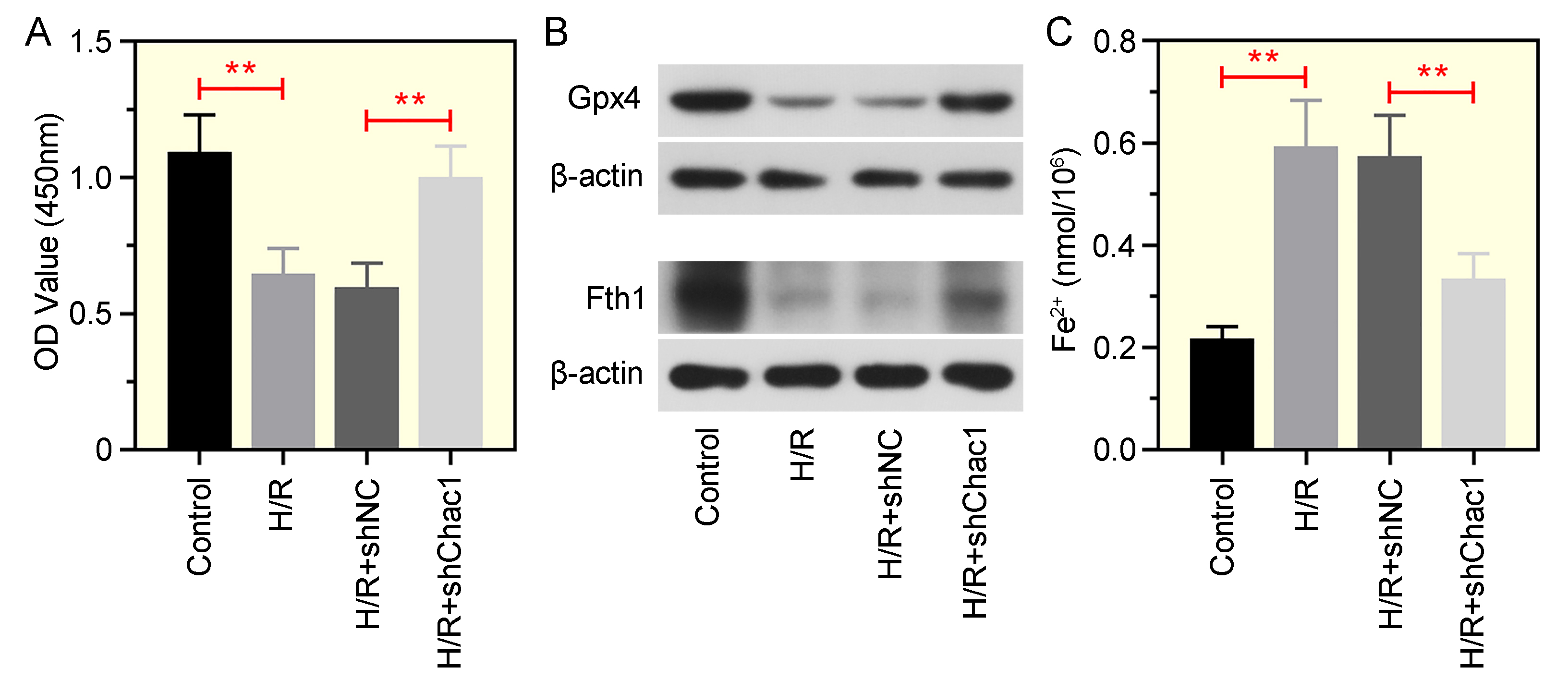 Chac1 downregulation mitigates ferroptosis in H/R-induced IEC-6
cells. (A) Cell viability assessed by CCK-8 assay. (B) Western blot analysis of
Gpx4 and Fth1 protein expression. (C) Measurement of iron content in the
respective groups. **p < 0.01. Gpx4: glutathione peroxidase 4; Fth1:
ferritin heavy chain.