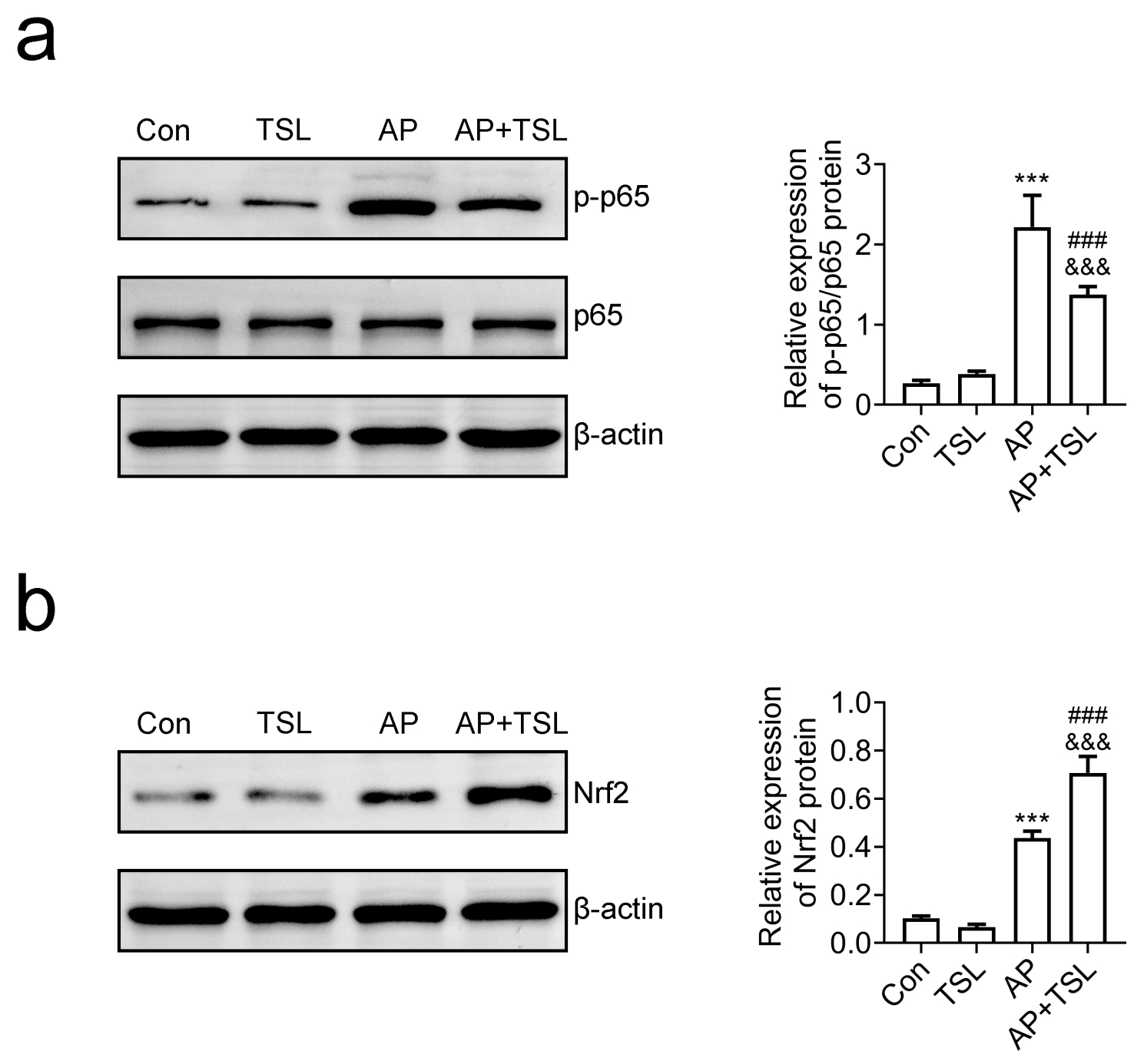 Tussilagone blocks the NF-κB pathway and activates the
Nrf2 pathway in AP mice. (a) Immunoblot assays showing the expression and
phosphorylation levels of p65 in pancreatic tissues of mice from the Control,
TSL, Acute pancreatitis (AP) and AP + TSL groups. (b) Immunoblot assays of the
expression levels of Nrf2 in pancreatic tissues of mice from the Control, TSL, AP
and AP + TSL groups. ***p < 0.001, AP vs. Con (control);
###p < 0.001, AP + TSL vs. TSL; &&&p < 0.001,
AP + TSL vs. AP. TSL: Tussilagone; Nrf2: NF-E2-related factor 2.