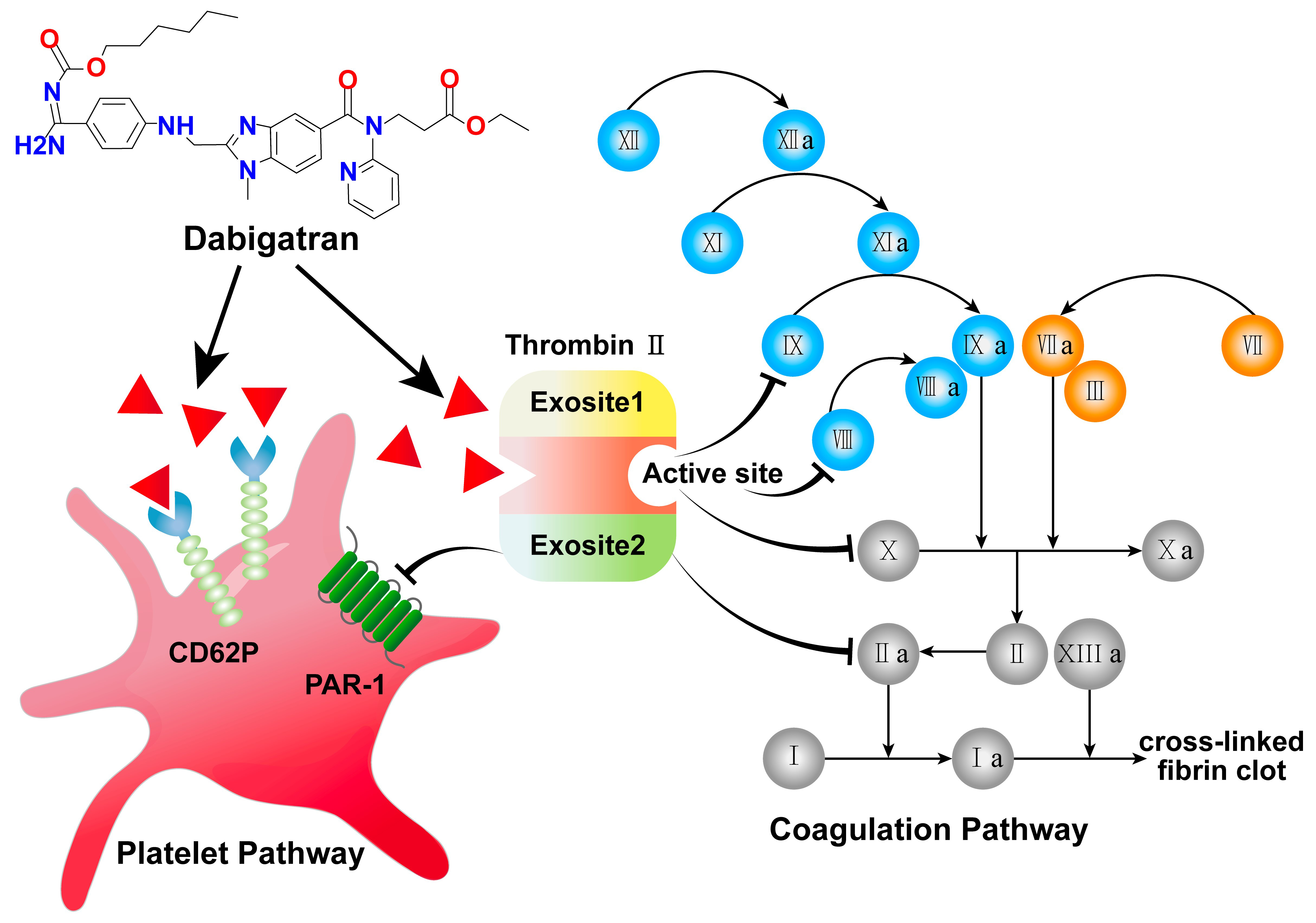 Detailed visual description of the coagulation cascade and the
sites blocked either directly or indirectly by platelet activation.