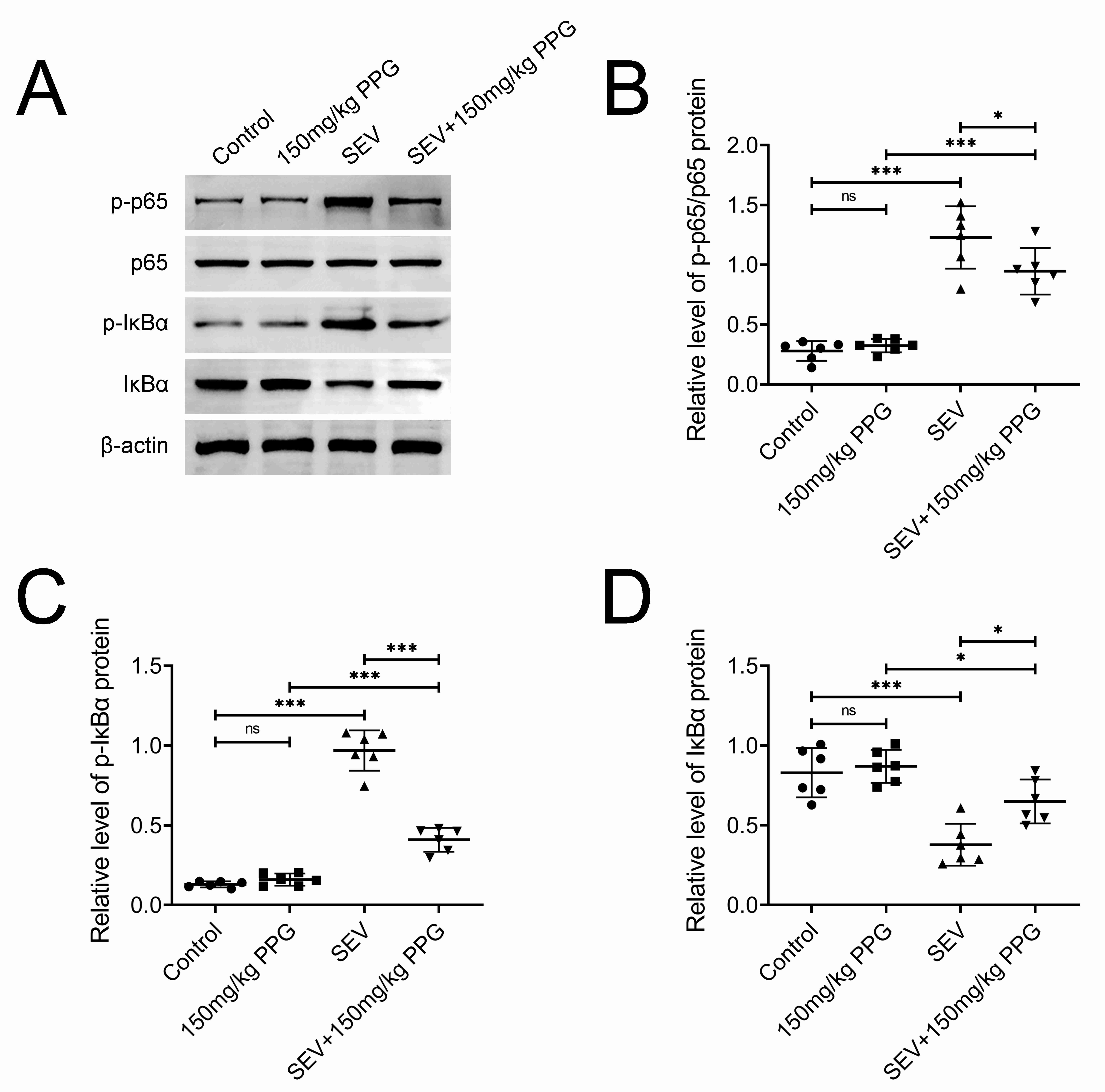 Purpurogallin inhibits the NF-κB pathway. (A) Western
blot analysis of the protein expression and phosphorylation of p-65 and
IκBα in hippocampal tissues of mice with SEV induction or
purpurogallin treatment. (B) Relative level of phosphorylated p-65 (p-p65) to
p-65. (C) Relative level of phosphorylated IκBα
(p-IκBα). (D) Relative expression level of
IκBα protein. The data from three independent replications were
used for the analysis. Error bar, mean ± SD; ns, non-significant;
*p < 0.05; ***p < 0.001. SEV, Sevoflurane; PPG,
Purpurogallin.