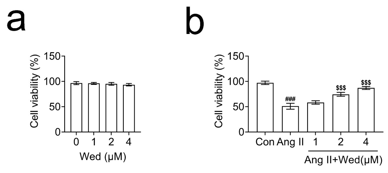 Wedelolactone suppressed the viability of Ang II-stimulated
cardiomyocytes. (a) CCK-8 assays showed the effects of Wedelolactone (Wed) on
the viability of H9C2 cells at the concentration of 1, 2 and 4 μM for 24 h.
The OD450 value was measured. (b) CCK-8 assays showed the effects of
Wedelolactone (Wed) on the viability of Ang II-stimulated H9C2 cells at the
concentration of 1, 2 and 4 μM for 24 h. The OD450 value was measured. Wed,
Wedelolactone; Ang II, Angiotensin II; Con, Control. ###p < 0.001,
Ang II vs. control, $$$p < 0.001, Ang II + Wed vs.
Ang II.