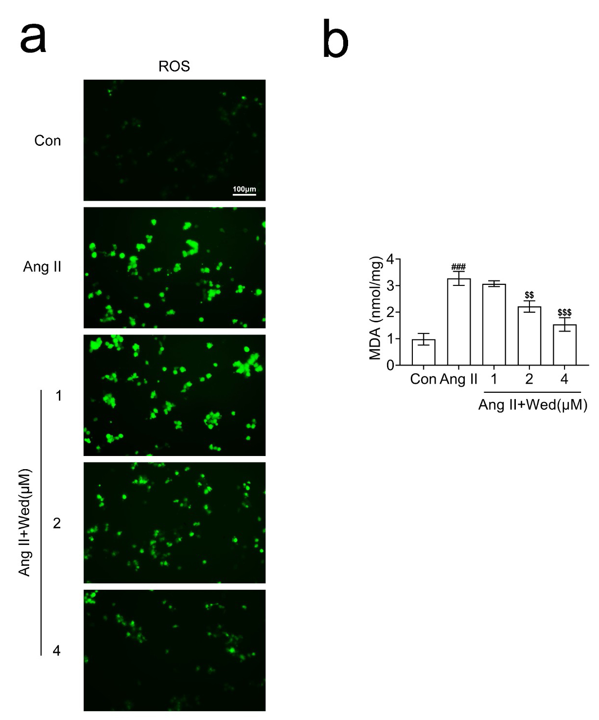 Wedelolactone suppressed the oxidative stress of Ang
II-stimulated cardiomyocytes. (a) DCF staining assays showed the degree of
oxidative stress in H9C2 cells upon Ang II treatment and Wedelolactone (Wed)
treatment at the concentration of 1, 2 and 4 μM for 24 h. Green panel
indicates DCF levels. Scale bar, 100 μM. (b) ELISA showed the MDA levels in
H9C2 cells upon Ang II treatment and Wedelolactone (Wed) treatment at the
concentration of 1, 2 and 4 μM for 24 h. Wed, Wedelolactone; Ang II,
Angiotensin II; Con, Control; ROS, Reactive Oxygen Species; MDA, Malondialdehyde,
###p < 0.001, Ang II vs. control, $$p < 0.01,
$$$p < 0.001, Ang II + Wed vs. Ang II.