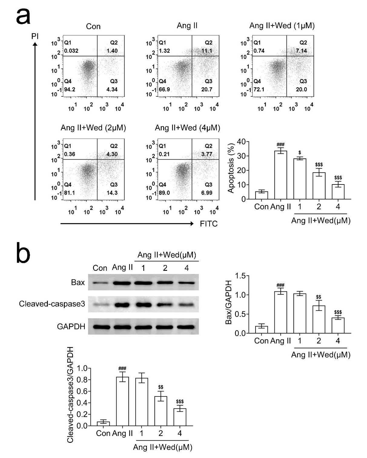 Wedelolactone blocked the apoptosis of Ang II-stimulated
cardiomyocytes. (a) FCM assays showed the apoptosis cell percentage of H9C2
cells upon Ang II treatment and Wedelolactone (Wed) treatment at the
concentration of 1, 2 and 4 μM for 24 h. (b) Immunoblot showed the
expression of Bax and cleaved caspase-3 in H9C2 cells upon Ang II treatment and
Wedelolactone (Wed) treatment at the concentration of 1, 2 and 4 μM for 24
h. Wed, Wedelolactone; Ang II, Angiotensin II; Con, Control; PI, Propidium
Iodide; FITC, Fluorescein Isothiocyanate; GAPDH, Glyceraldehyde 3-Phosphate
Dehydrogenase. ###p < 0.001, Ang II vs. control,
$p < 0.05, $$p < 0.01, $$$p < 0.001, Ang
II + Wed vs. Ang II.