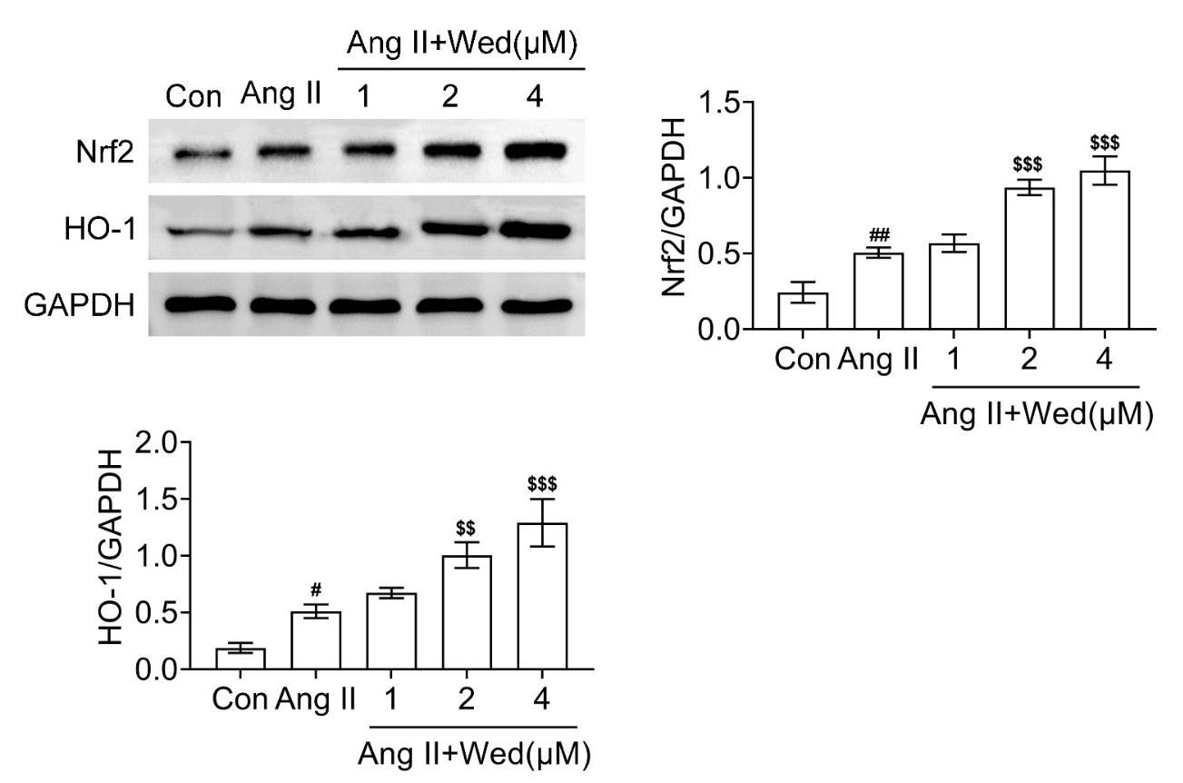Wedelolactone mediated Nrf2/HO-1 pathway in Ang II-stimulated
cardiomyocytes. Immunoblot showed the expression of Nrf2 and HO-1 in H9C2 cells
upon Ang II treatment and Wedelolactone (Wed) treatment at the concentration of
1, 2 and 4 μM for 24 h. The relative levels of Nrf2 and HO-1 were
quantified. Wed, Wedelolactone; Ang II, Angiotensin II; Nrf2, Nuclear factor
erythroid 2-related factor 2; HO-1, Heme oxygenase-1. #p < 0.05,
##p < 0.01, Ang II vs. control, $$p < 0.01,
$$$p < 0.001, Ang II + Wed vs. Ang II.