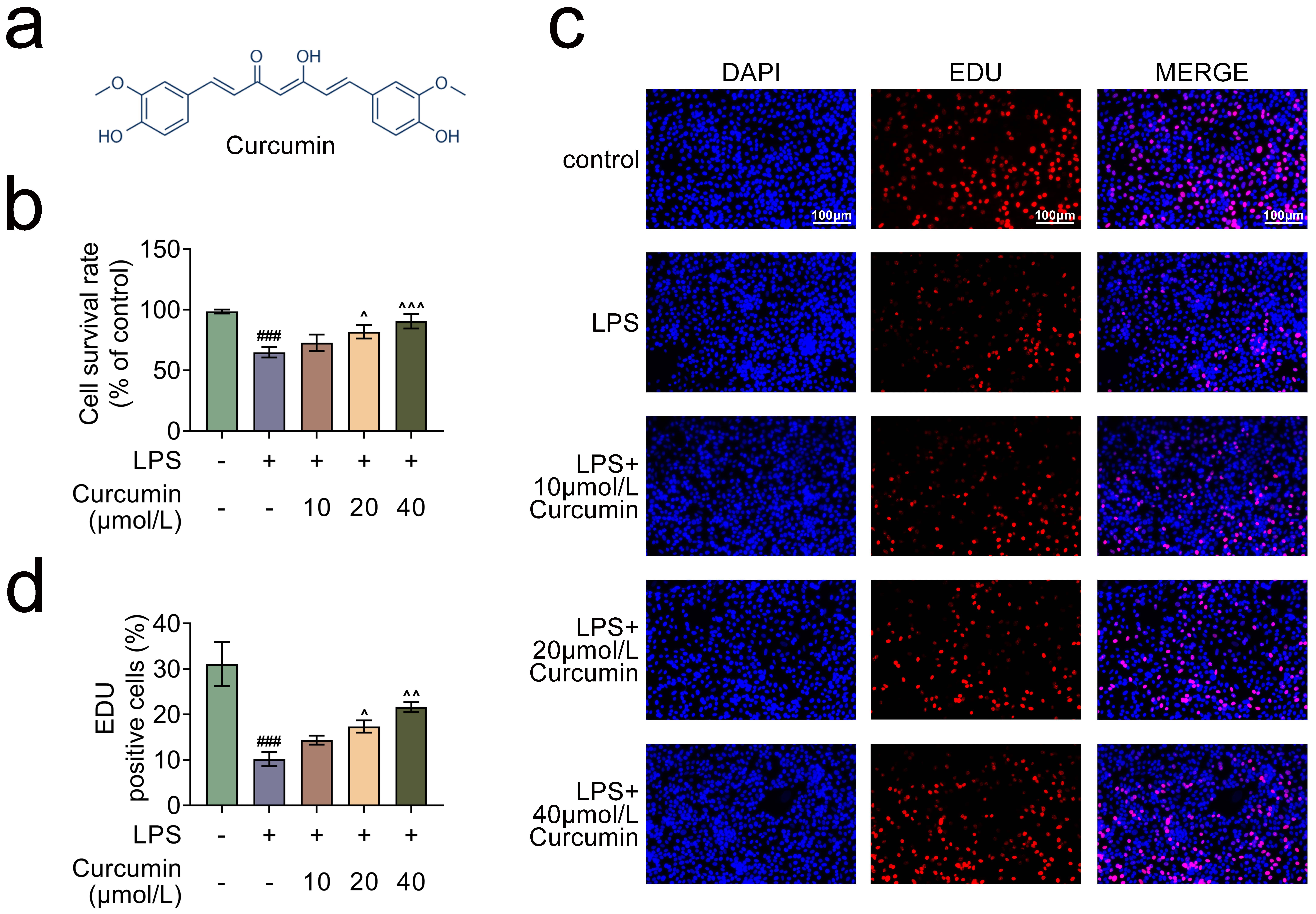 Curcumin increases cell viability and inhibits injury in
cardiomyocytes exposed to LPS. (a) Curcumin chemical structural formula. (b)
CCK-8 detects cell survival rates. (c) EdU staining diagram. (d) Cell
proliferation was determined using EdU staining. Values are presented as mean
± SD. ###p < 0.001 versus control group.
^p < 0.05,
^^p < 0.01,
^^^p < 0.001 versus
LPS group. n = 6. LPS: lipopolysaccharide; DAPI: 4′,6-diamidino-2-phenylindole;
EDU: Cell-Light 5-ethynyl-2-deoxyuridine.