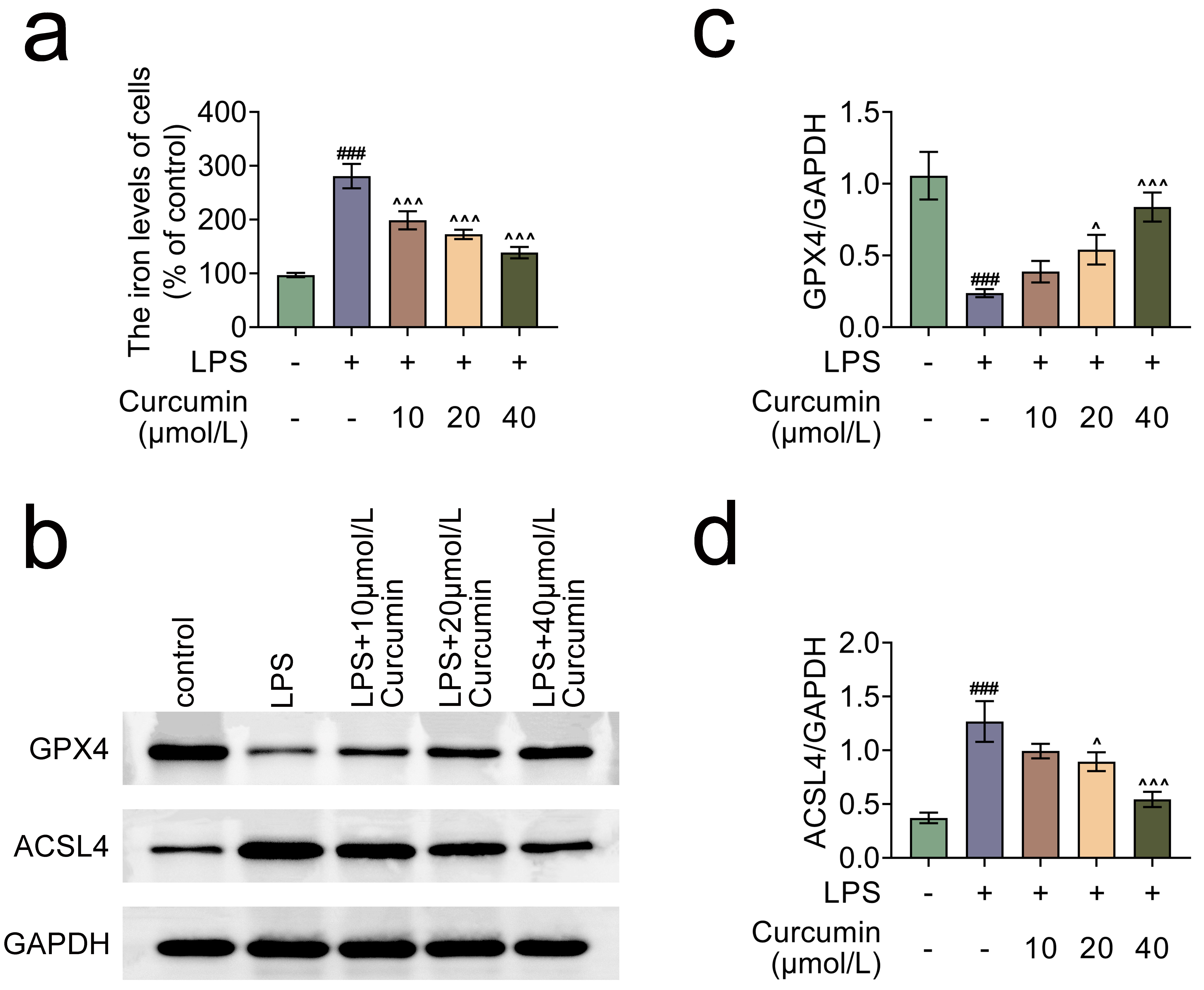 Curcumin inhibits ferroptosis in LPS-induced H9C2 cells. (a)
Fe2+ content of cells. (b) Protein expression map of GPX4, ACSL4. (c) GPX4
protein expression levels. (d) ACSL4 protein expression levels. Values are
presented as mean ± SD. ###p < 0.001 versus control
group. ^p < 0.05,
^^^p < 0.001 versus
LPS group. n = 3. LPS: lipopolysaccharide; GPX4: glutathione peroxidase 4; GAPDH:
glyceraldehyde-3-phosphate dehydrogenase; ACSL4: Acyl-CoA synthetase long-chain
family.