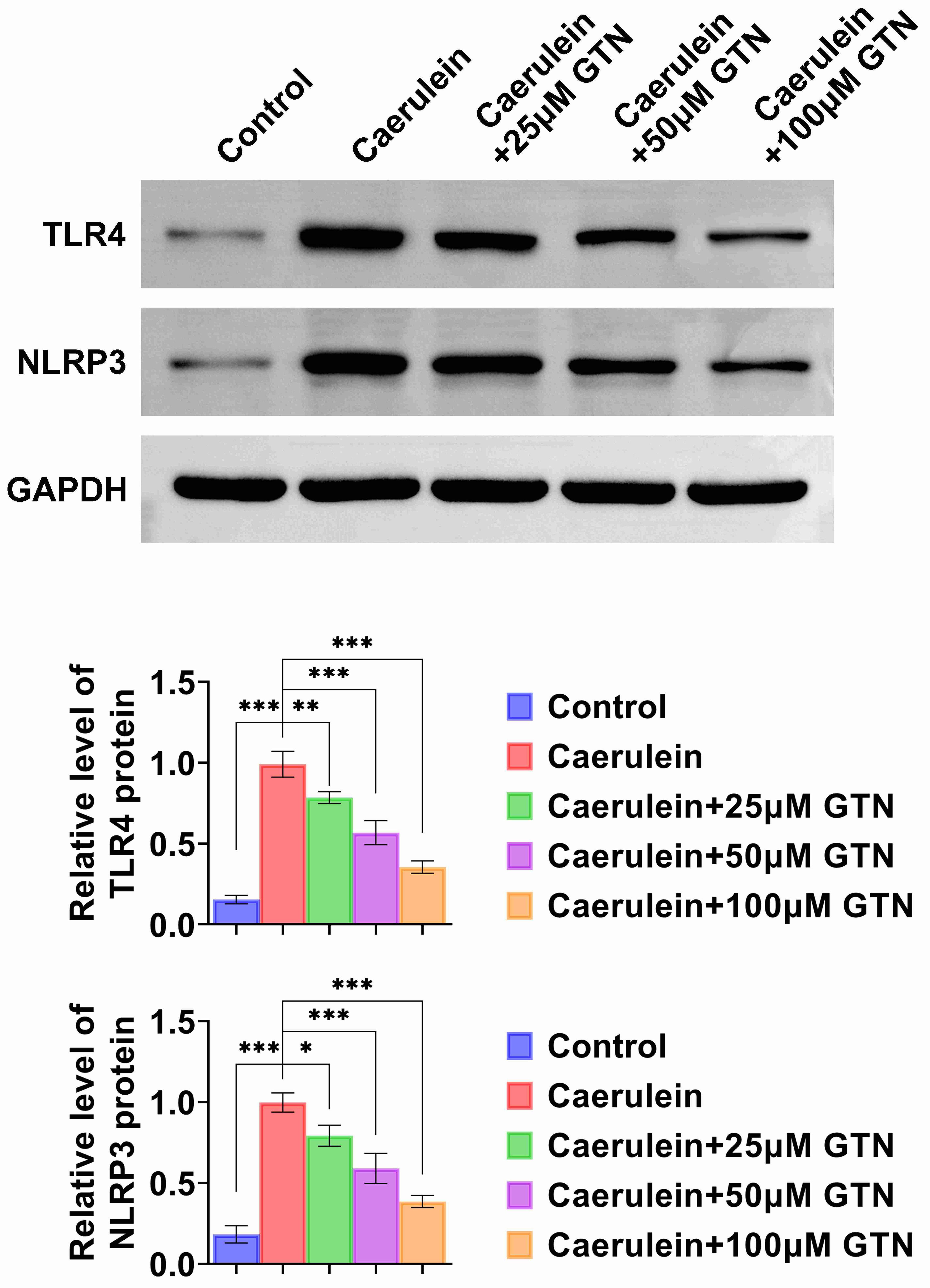 GTN modulates the TLR4/NLRP3 signaling pathway in 
caerulein-treated AR42J cells. Treatment groups: Control, Caerulein, Caerulein + 
25 μM GTN, Caerulein + 50 μM GTN and Caerulein + 100 μM GTN. 
Western blot determination of TLR4 and NLRP3 protein expression. *p < 
0.05, **p < 0.01, ***p < 0.001. GTN: Gentianine; TLR4: 
Toll-like receptor 4; NLRP3: nucleotide-binding oligomerization domain, 
leucine-rich repeat and pyrin domain-containing 3; GAPDH: 
glyceraldehyde-3-phosphate dehydrogenase.