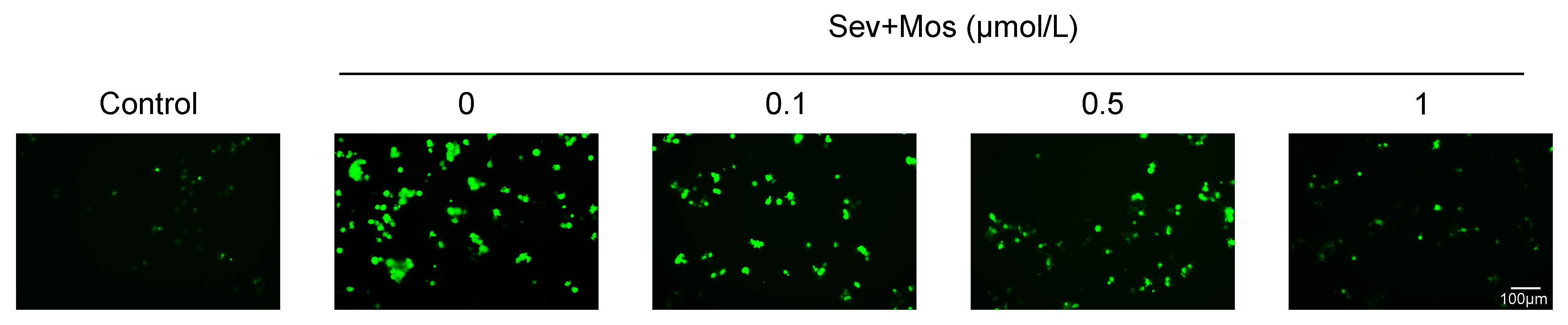 Moscatilin attenuates sevoflurane-induced ROS production.
Effect of DCF assay of Moscatilin on sevoflurane-induced ROS.