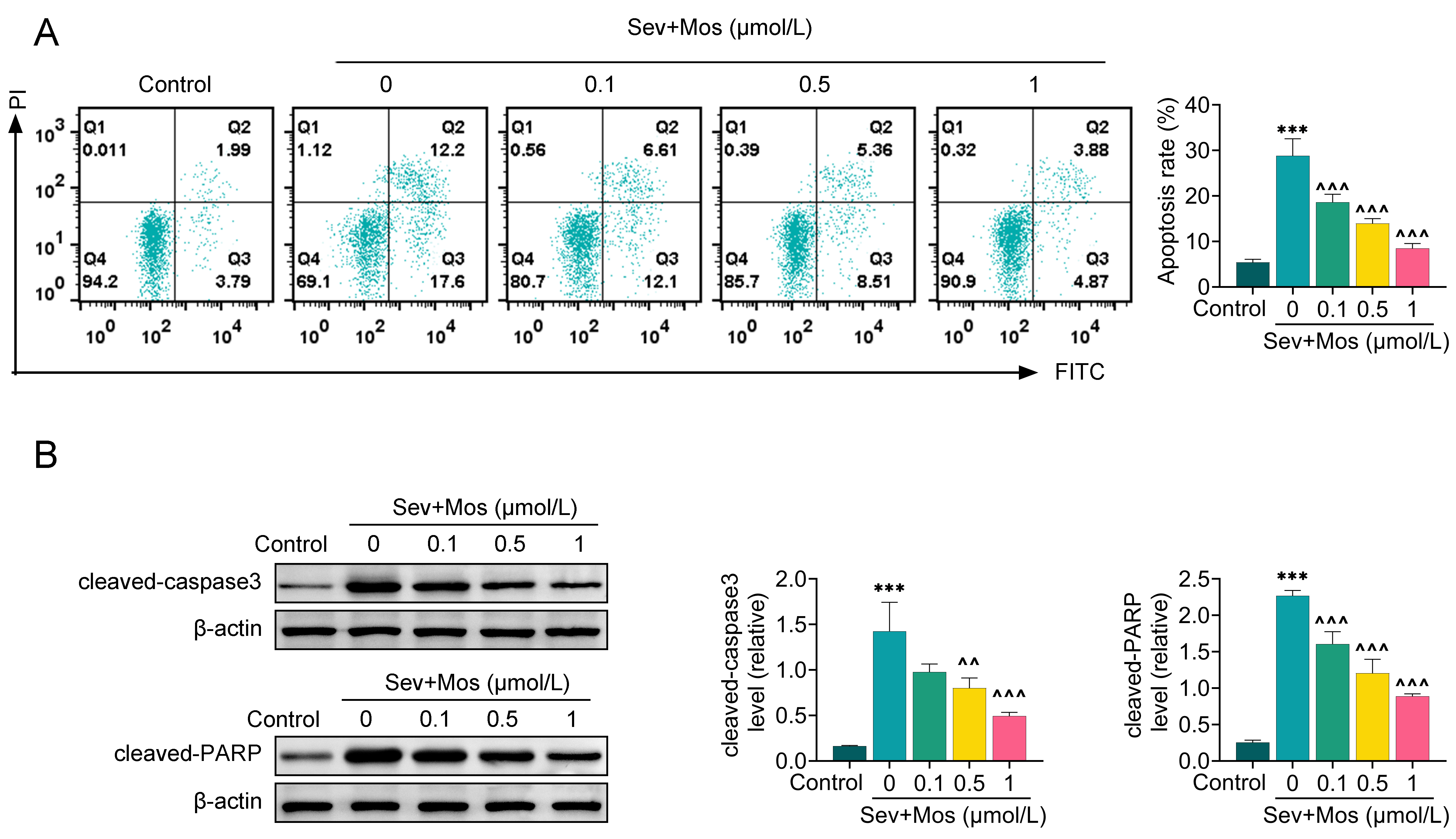 Moscatilin attenuates sevoflurane-induced apoptosis. (A) Effect
of Moscatilin on the rate of apoptosis induced by sevoflurane, detected by flow
cytometry. (B) Effect of Moscatilin on sevoflurane-induced expression of
apoptosis markers cleaved-caspase3 and cleaved-PARP detected by
western-blotting. ***p < 0.001 (vs. the control
group); ^^p < 0.01,
^^^p < 0.001
(vs. the sevoflurane only group). PI: Propidium; FITC: Fluorescein
Isothiocyanate; PARP: poly ADP-ribose polymerase.