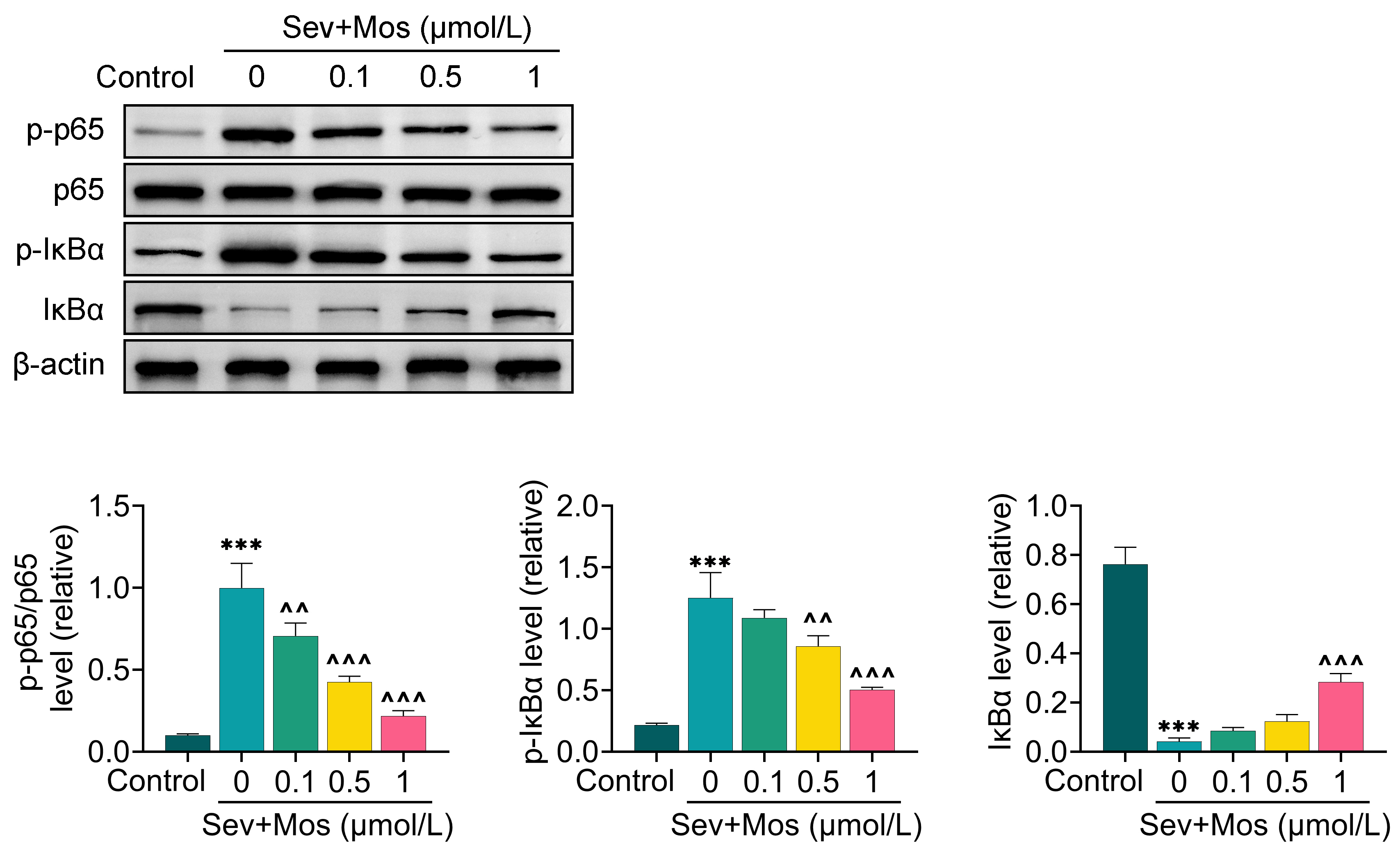 Moscatilin inhibits sevoflurane-induced NF-κB pathway
activation. Effect of Moscatilin on sevoflurane-induced protein expression of
p-p65, p65, p-IκBα and IκBα detected by
western-blot analysis. ***p < 0.001 (vs. the control group);
^^p < 0.01,
^^^p < 0.001
(vs. the Sev group).