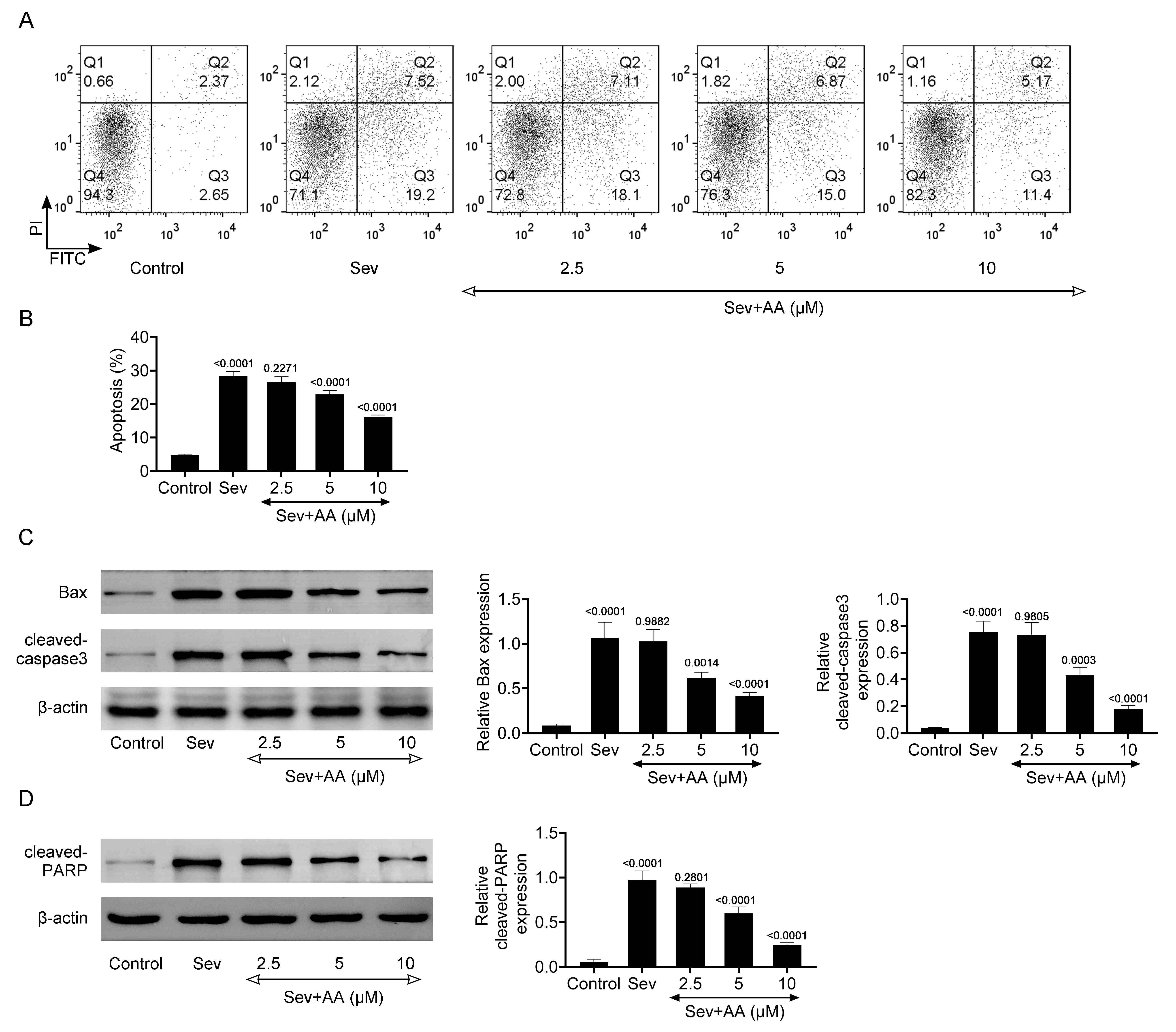 Alisol A inhibits Sev-induced cell apoptosis. (A) FCM assays
showed HT22 cell apoptosis degree upon Sev and AA treatment at 0, 2.5, 5 and 10
μM for 24 h. (B) Panel A quantification. (C) Immunoblot assays demonstrated
Bax expression and cleaved caspase 3 in HT22 cells upon Sev and AA treatment at
0, 2.5, 5 and 10 μM for 24 h. Protein expressions were quantified. (D)
Immunoblot assays showed the expression of cleaved PARP in HT22 cells upon Sev
and AA treatment at 0, 2.5, 5 and 10 μM for 24 h. Protein expressions were
quantified. Sev: Sevoflurane; AA: Alisol A; PI: Propyl iodide; FITC: Fluorescein
isothiocyanate; PARP: poly ADP-ribose polymerase.