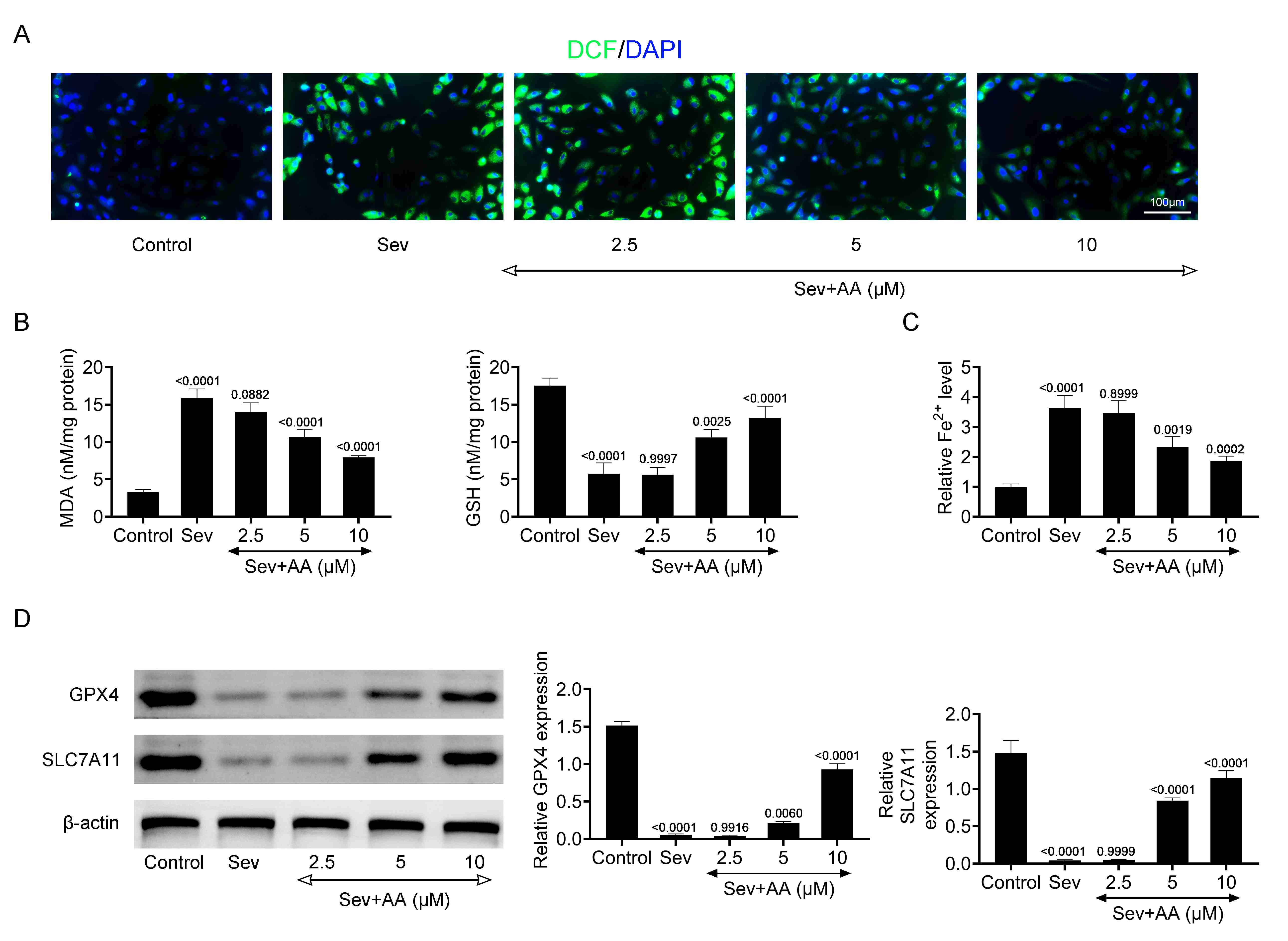 Alisol A alleviates Sev-induced ferroptosis. (A) DCF staining
showed HT22 cell oxidative stress upon Sev and AA treatment at 0, 2.5, 5 and 10
μM for 24 h. (B) The indicated kits revealed MDA and GSH levels in HT22
cells upon Sev and AA treatment at 0, 2.5, 5 and 10 μM for 24 h. (C) The
Fe2+ detection kit showed the Fe2+ levels in HT22 cells after Sev and
AA treatment at 0, 2.5, 5 and 10 μM for 24 h. (D) Immunoblot assays showed
GPX4 and SLC7A11 expressions in HT22 cells upon Sev and AA treatment at 0, 2.5, 5
and 10 μM for 24 h. Protein expressions were quantified. Sev: Sevoflurane;
AA: Alisol A; DCF: 2′,7′-Dichlorofluorescein; DAPI: 4,6-diamino-2-phenyl indole;
MDA: Malondialdehyde; GPX4: glutathione peroxidase 4; SLC7A11: Solute Carrier
Family 7 Member 11.