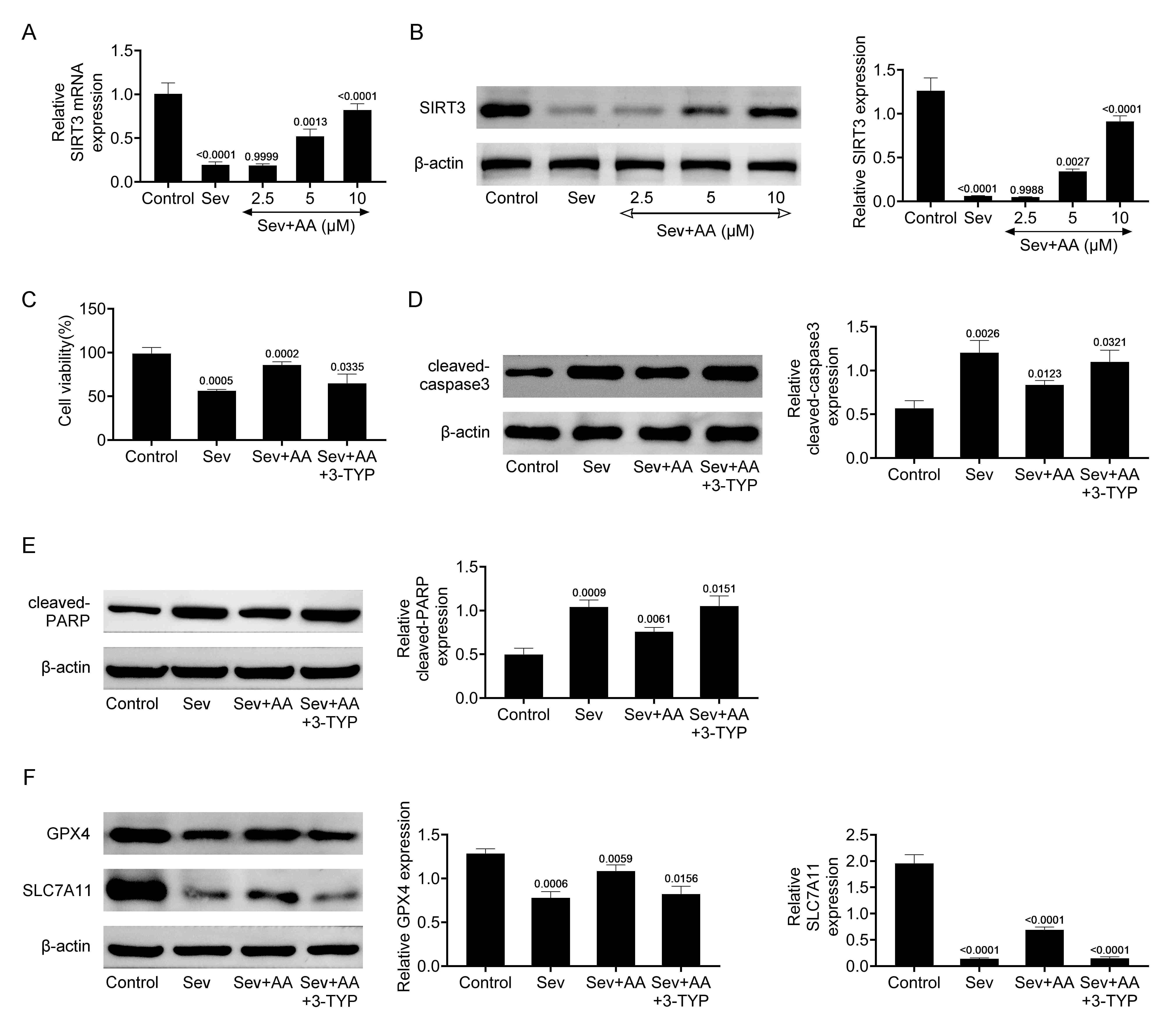 Alisol A activates SIRT3 in Sev-induced HT22 cells. (A) qPCR
assays examined SIRT3’s mRNA levels in HT22 cells upon Sev and AA treatment at 0,
2.5, 5 and 10 μM for 24 h. SIRT3 relative expression was
quantified. (B) Immunoblot assays revealed SIRT3 expression in HT22
cells upon Sev and AA treatment at 0, 2.5, 5 and 10 μM for 24 h. SIRT3
relative expression quantified. (C) Alisol A’s effects on HT22 cell growth were
evaluated by CCK-8 assays after Sev, AA and 3-TYP treatment for 24 h. OD450 value
was measured. (D) Immunoblot assays showed cleaved caspase 3 expression in HT22
cells after AA and 3-TYP treatment for 24 h. SIRT3 relative expression was
quantified. (E) Immunoblot assays revealed cleaved PARP expression in HT22 cells
upon AA and 3-TYP treatment for 24 h. SIRT3 relative expression was quantified.
(F) Immunoblot assays revealed GPX4 and SLC7A11 expressions in HT22 cells upon AA
and 3-TYP treatment for 24 h. Relative expressions of GPX4, and SLC7A11 were
quantified. Sev: Sevoflurane; AA: Alisol A; SIRT3: Sirtuin 3; 3-TYP:
3-(Benzylamino)-3-Methylbutanoic Acid; PARP: poly ADP-ribose polymerase; GPX4:
glutathione peroxidase 4; SLC7A11: Solute Carrier Family 7 Member 11.