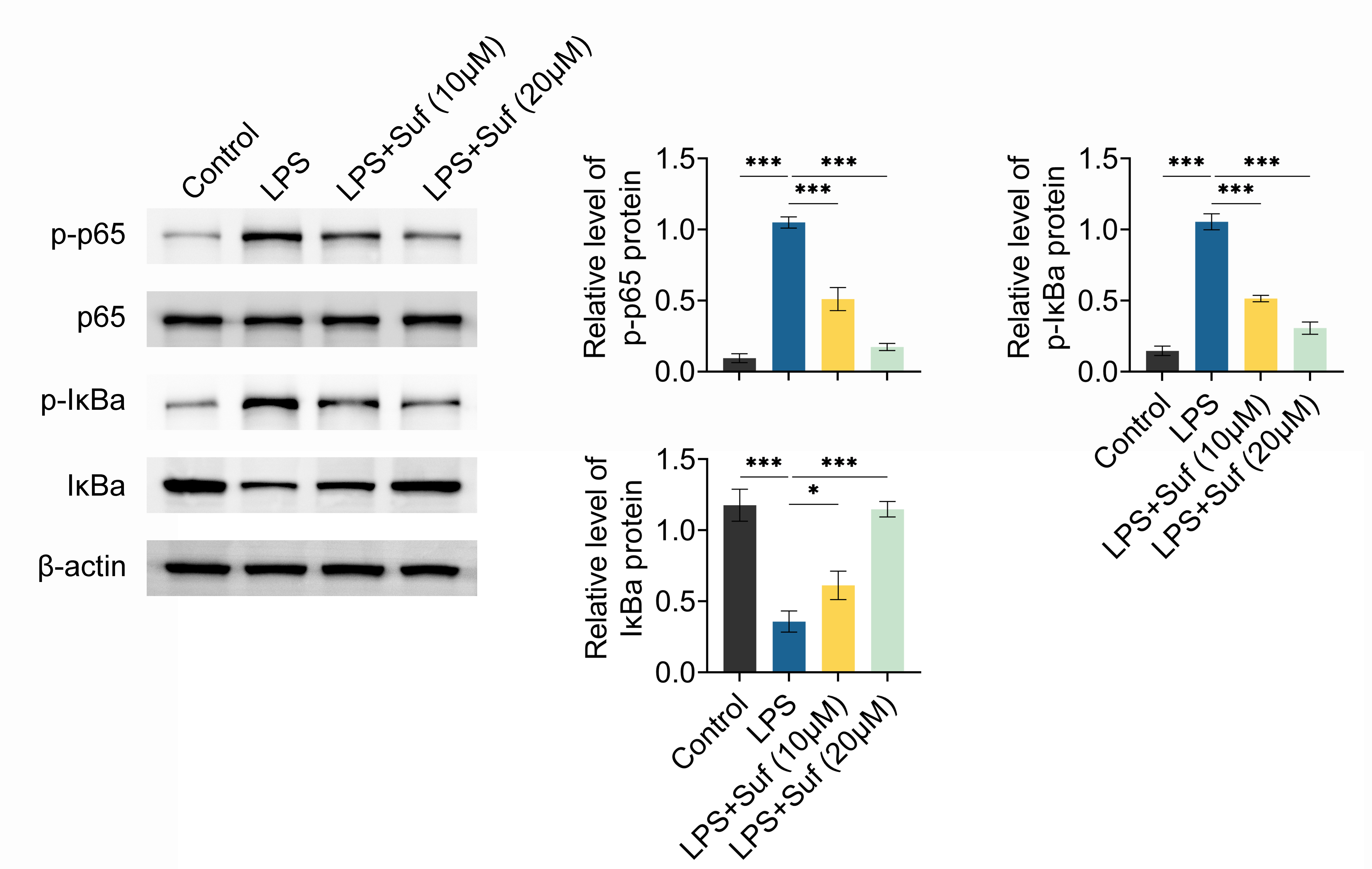 Sufentanil inhibits the NF-κB pathway in LPS-mediated
BV2 cells. Western blot analysis of p-p65, p65,
p-IκBa and IκBa protein
expressions in Control, LPS, LPS + Suf (10 μM), and LPS + Suf (20 μM)
groups. *p < 0.05, ***p < 0.001. Suf: Sufentanil; LPS:
lipopolysaccharide; IκBa: inhibitor of NF-κB alpha.