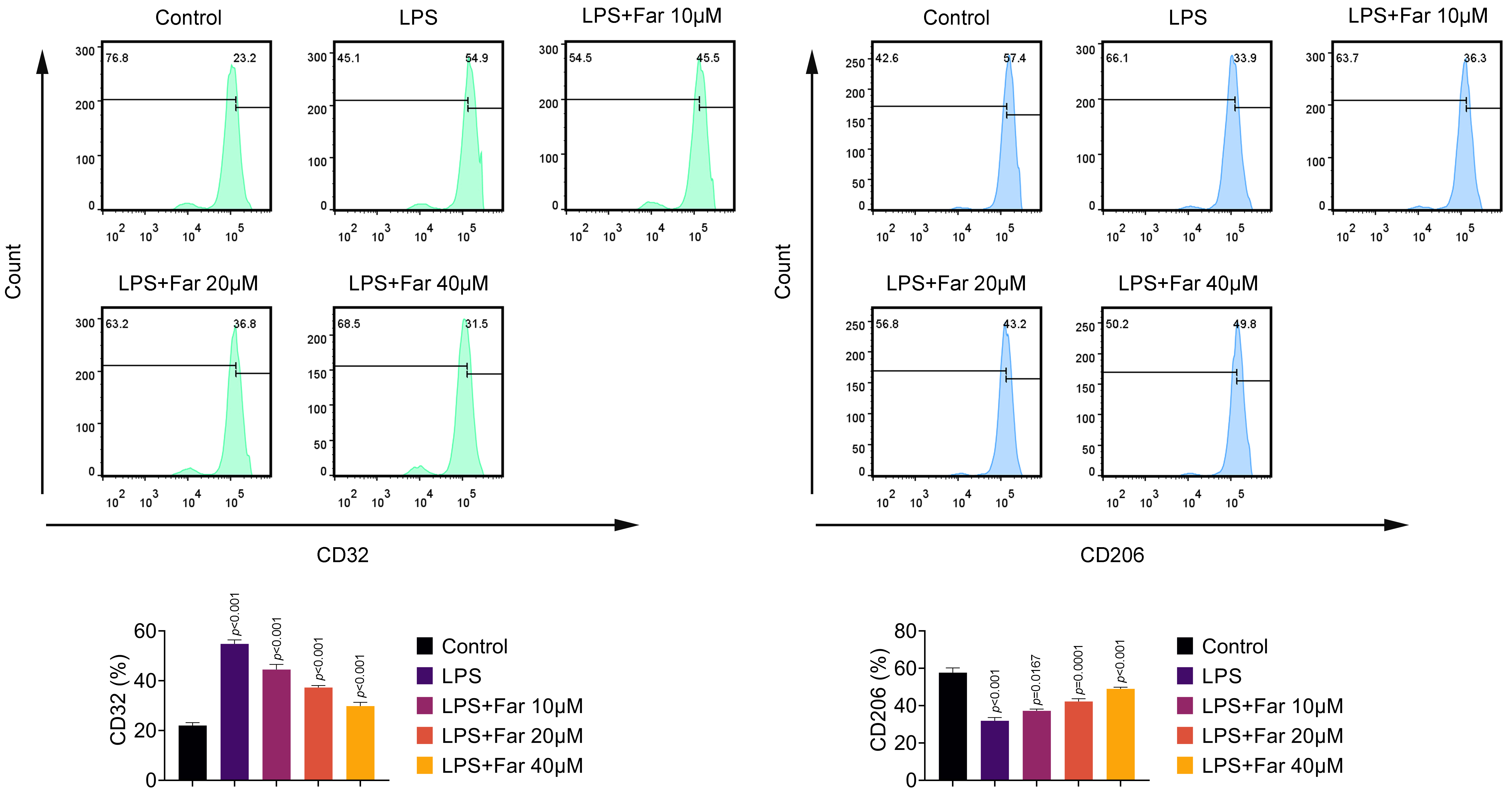 Fargesin accelerates M2 polarization in LPS-induced BV2 cells. Groups were separated into Control, LPS, LPS + Far 10 μM, LPS + Far 20
μM and LPS + Far 40 μM group. The CD32 and CD206 percentages were
verified through flow cytometry. LPS: lipopolysaccharide; CD: cluster of differentiation; Far: Fargesin.