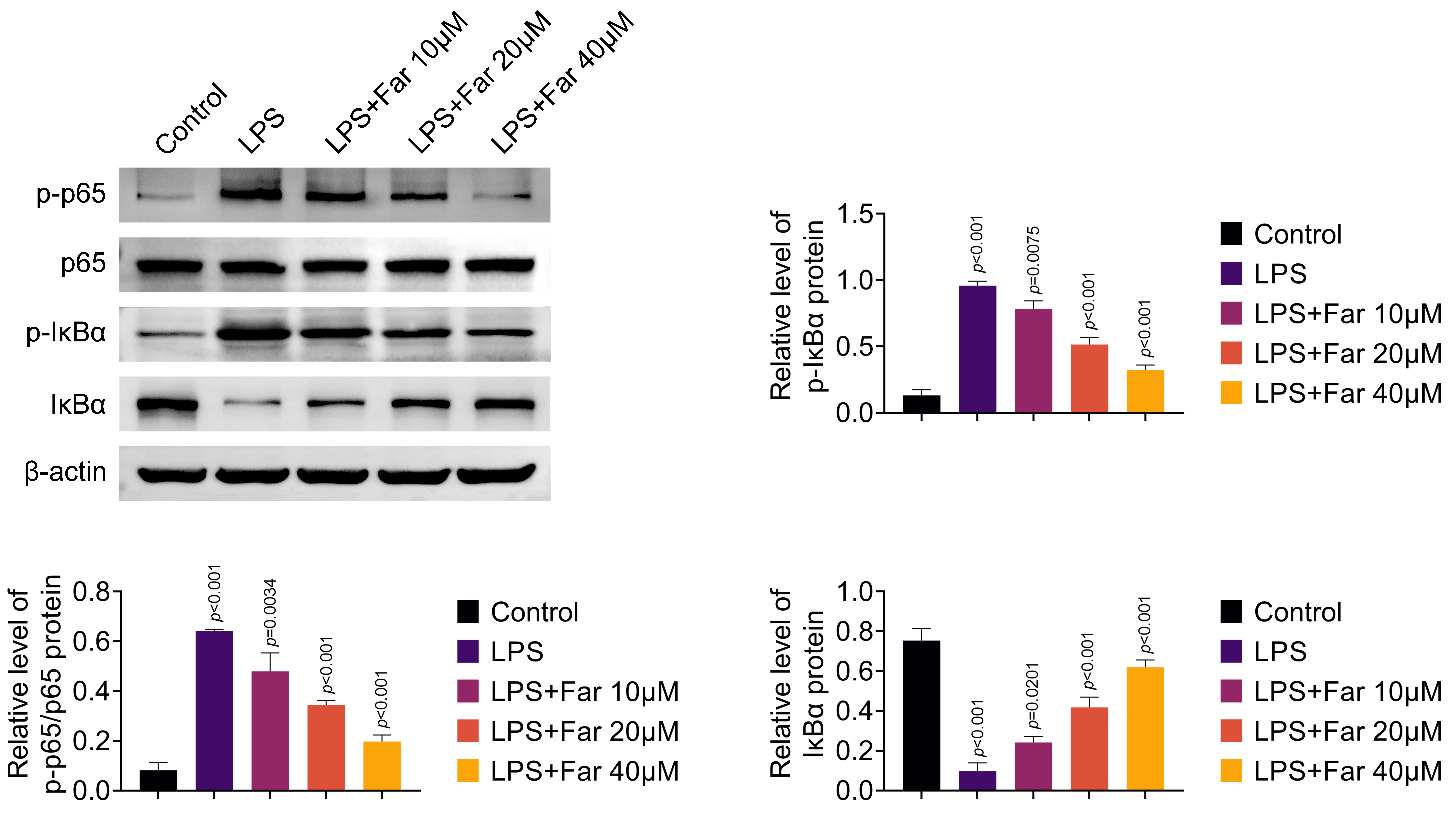 Fargesin retards the NF-κB pathway. Groups were
separated into Control, LPS, LPS + Far 10 μM, LPS + Far 20 μM and LPS
+ Far 40 μM group. Protein
expressions of p-p65, p65, p-IκBα and IκBα
were determined through western blot. LPS: lipopolysaccharide; Far: Fargesin;
IκBα: inhibitor of NF-κB alpha.
