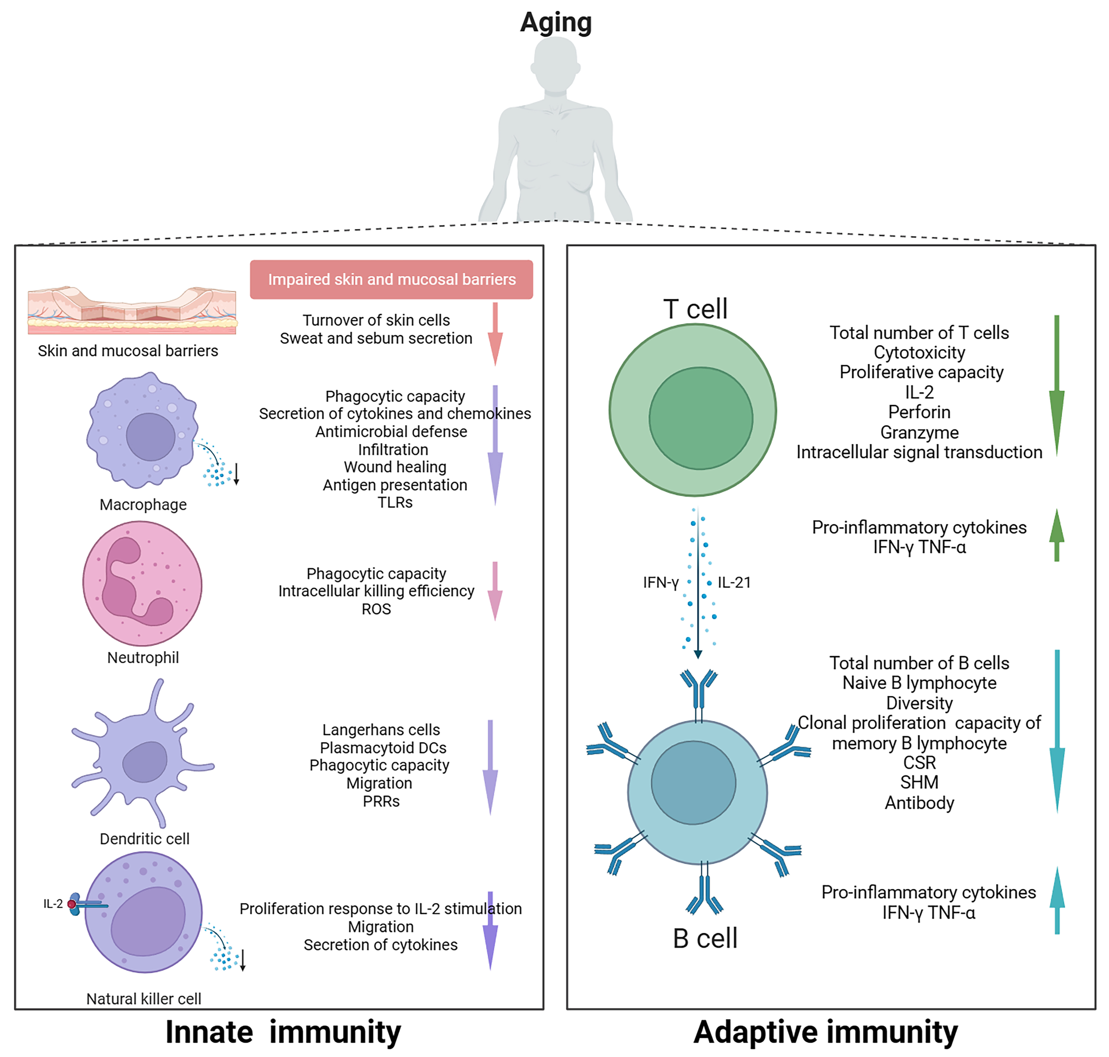 The aging impact on innate and adaptive immunity. TLRs:
Toll-Like Receptors; ROS: Reactive Oxygen Species; DCs: Dendritic Cells; PRRs:
Pattern Recognition Receptors; IL-2: Interleukin-2; IFN-γ:
Interferon-γ; TNF-α: Tumor Necrosis Factor;
CSR: Class-switch recombination; SHM: Somatic Hypermutation.