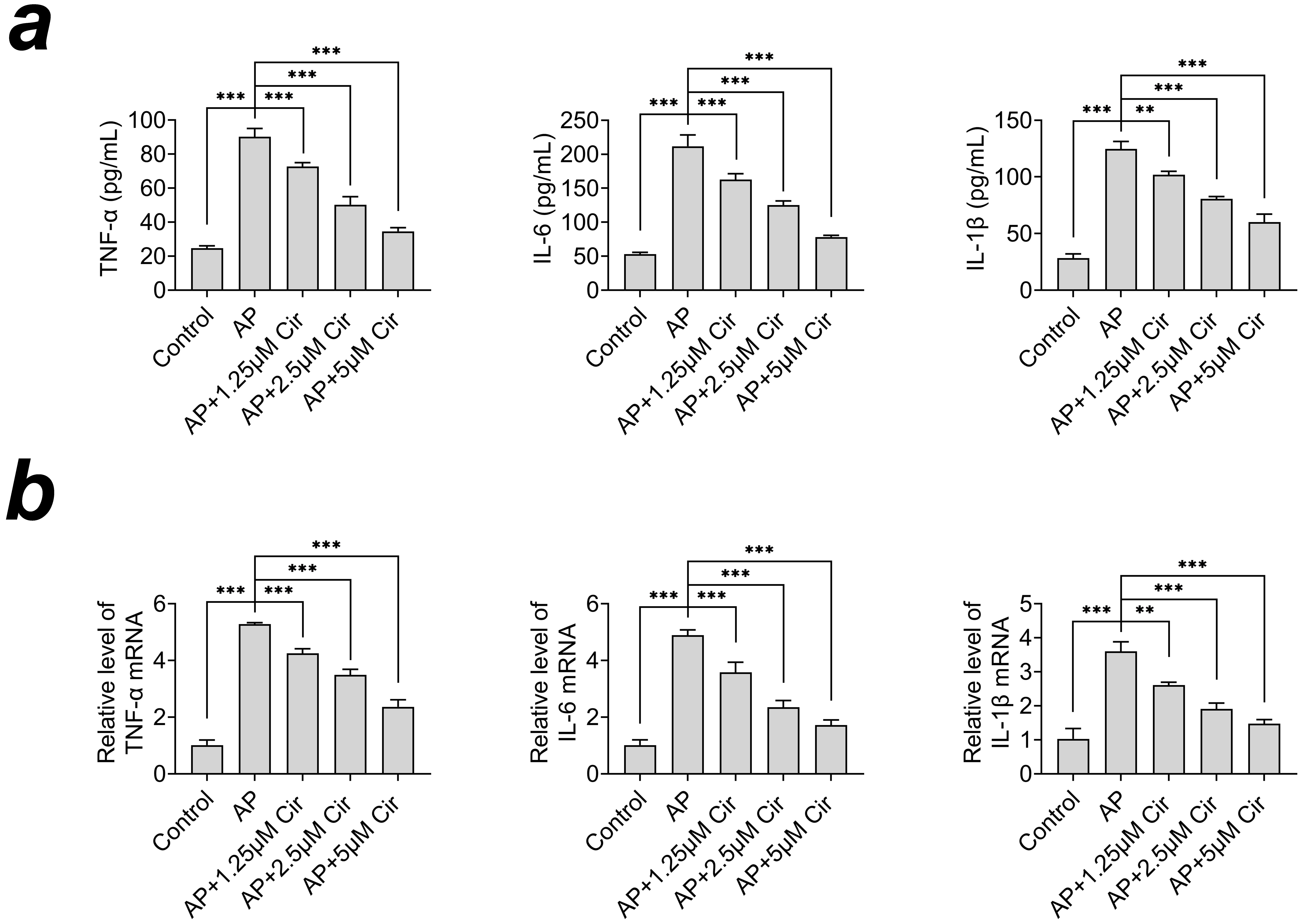 Cirsilineol reduces caerulein-induced inflammation in AR42J
cells. (a) AR42J cells were treated with caerulein (100 nM) to induce
inflammation, followed by treatment with cirsilineol (1.25, 2.5 and 5
μM). Levels of pro-inflammatory cytokines IL-6 (Interleukin-6),
TNF-α (Tumor Necrosis Factor-alpha) and IL-1β (Interleukin-1
beta) were measured using ELISA. (b) mRNA levels of pro-inflammatory cytokines
IL-6 (Interleukin-6), TNF-α (Tumor Necrosis Factor-alpha) and
IL-1β (Interleukin-1 beta) were measured using qPCR. The results are
presented as mean ± SD from three independent experiments. **p <
0.01, ***p < 0.001. AP, Acute pancreatitis; Cir, Cirsilineol.
