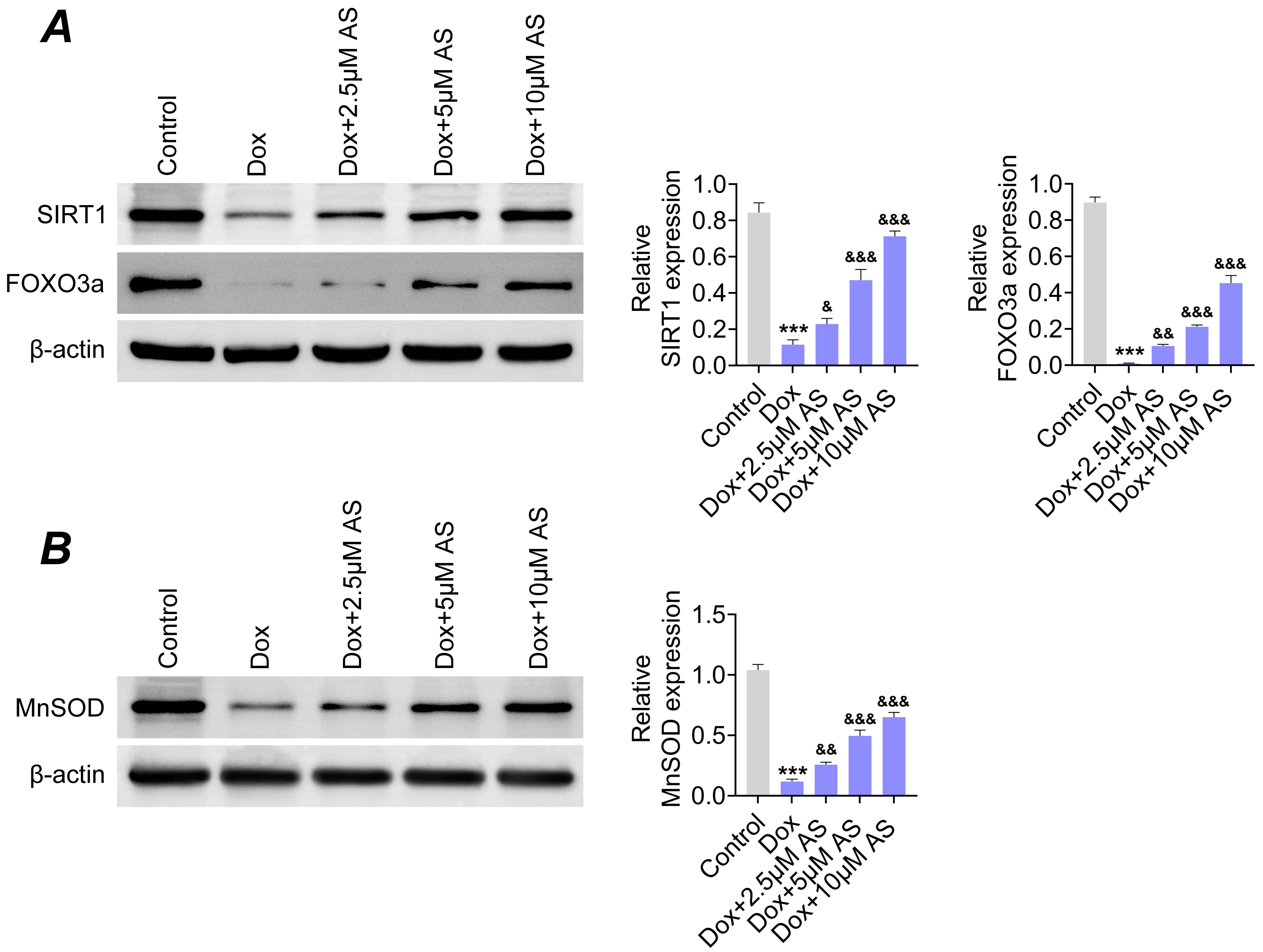AS regulates the SIRT1/FOXO3a/MnSOD pathway in H9C2 cells. (A)
Immunoblot assays showing SIRT1 and FOXO3a expression in H9C2 cells treated with
Dox (1 μM) alone and in combination with different concentrations of AS
(2.5, 5, 10 μM). (B) Immunoblot assays showing MnSOD expression in H9C2
cells treated with Dox (1 μM) alone and in combination with different
concentrations of AS (2.5, 5, 10 μM). ***p < 0.001
compared to the control group; &p < 0.05, &&p < 0.01,
&&&p < 0.001 compared to Dox group. SIRT1: Silent information
regulator 1; Dox: Doxorubicin hydrochloride; AS: Artesunate; FOXO3a: Forkhead box
O3a; MnSOD: Manganese superoxide dismutase.