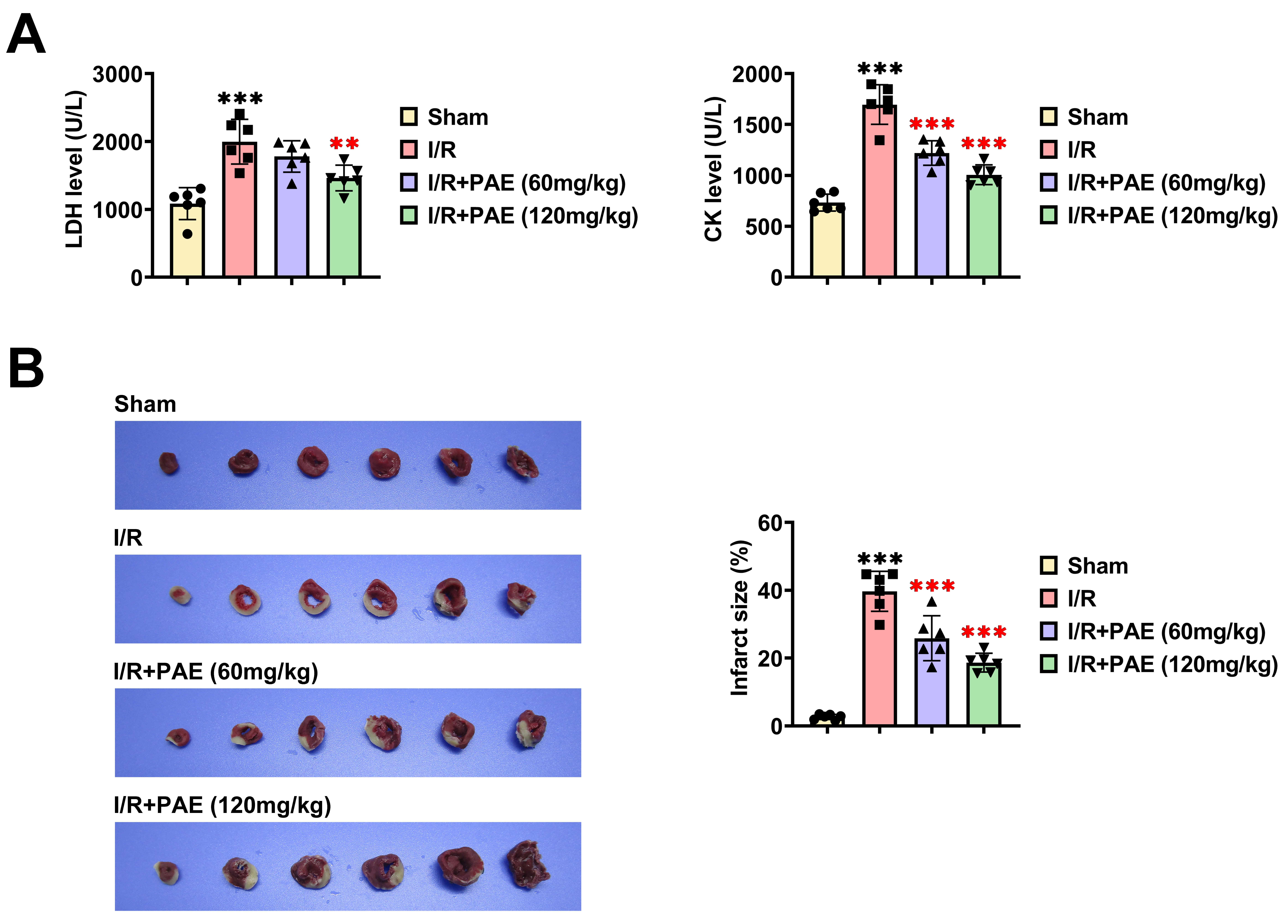 PAE alleviates myocardial damage in I/R rats. (A) Serum levels
of LDH and CK were quantified using commercial assay kits. (B) Infarct size was
measured using TTC staining. **p < 0.01, ***p < 0.001.
Black asterisks denote comparisons with the sham group; red asterisks denote
comparisons with the I/R group. LDH: levels of lactate dehydrogenase; I/R:
ischemia-reperfusion; PAE: perillaldehyde; CK: creatine kinase.