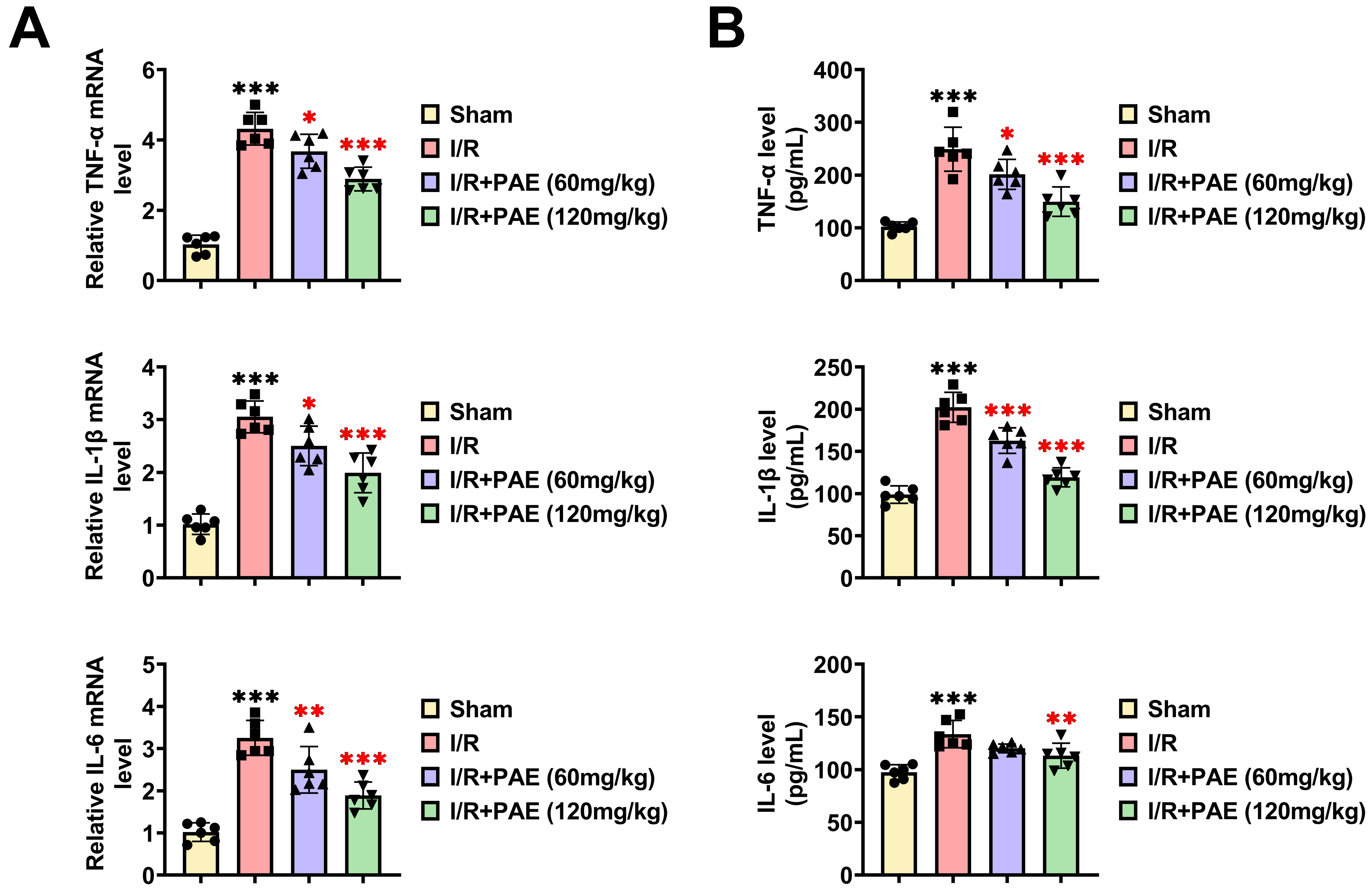 PAE reduces myocardial inflammatory response in I/R rats. (A)
The mRNA expression levels of proinflammatory factors in myocardial tissues were
measured by qRT-PCR. (B) Serum levels of proinflammatory factors were determined
using ELISA. *p < 0.05, **p < 0.01, ***p <
0.001. The black asterisks denote comparisons with the sham group, and the red
asterisks denote comparisons with the I/R group. I/R: ischemia-reperfusion; PAE:
perillaldehyde; CK: creatine kinase; TNF-α: tumor necrosis factor-alpha;
IL-1β: interleukin-1 beta; IL-6: interleukin-6.