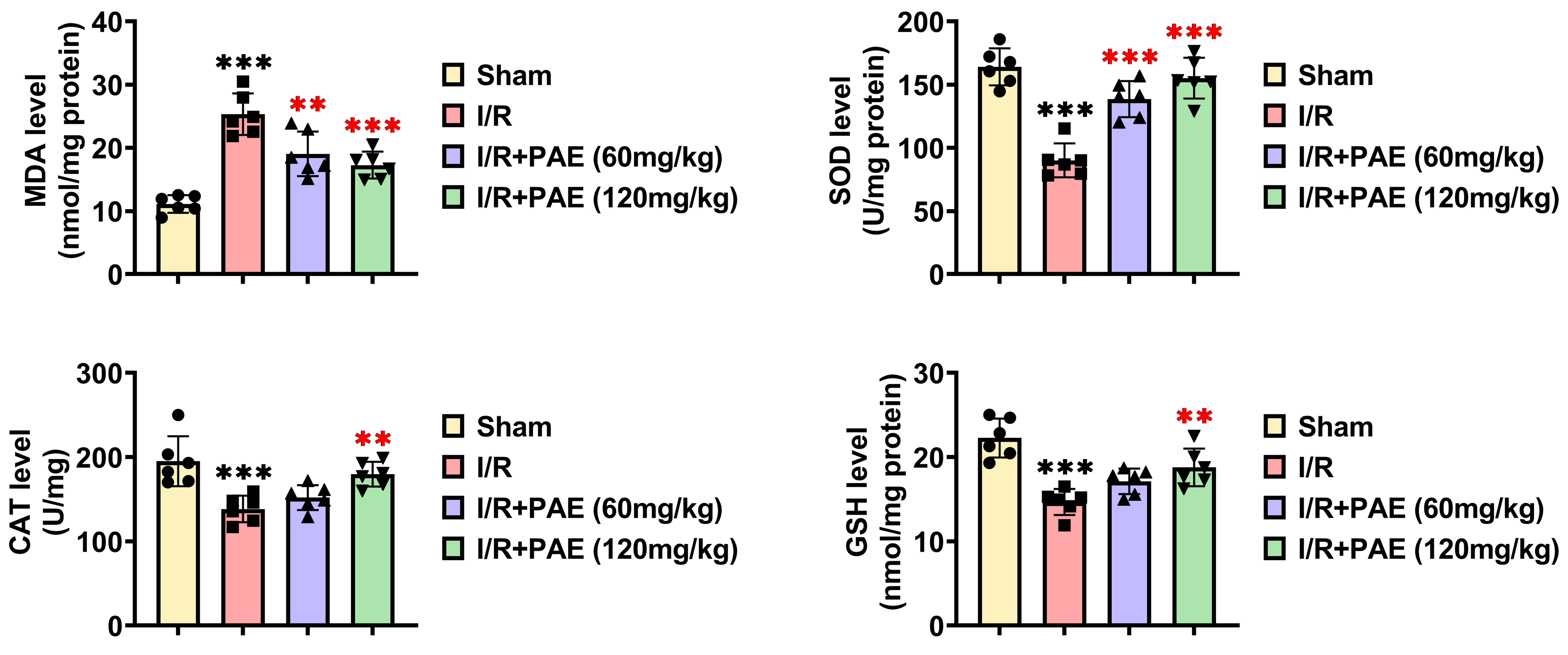 PAE mitigates myocardial oxidative stress in I/R rats. The
levels of oxidative stress-related factors (MDA, SOD, CAT and GSH) in myocardial
tissues were assessed using commercial kits. **p < 0.01, ***p
< 0.001. The black asterisks denote comparisons with the sham group, and the
red asterisks denote comparisons with the I/R group. MDA: levels of lipid
peroxidation; SOD: superoxide dismutase; CAT: catalase; GSH: glutathione; I/R:
ischemia-reperfusion; PAE: perillaldehyde.