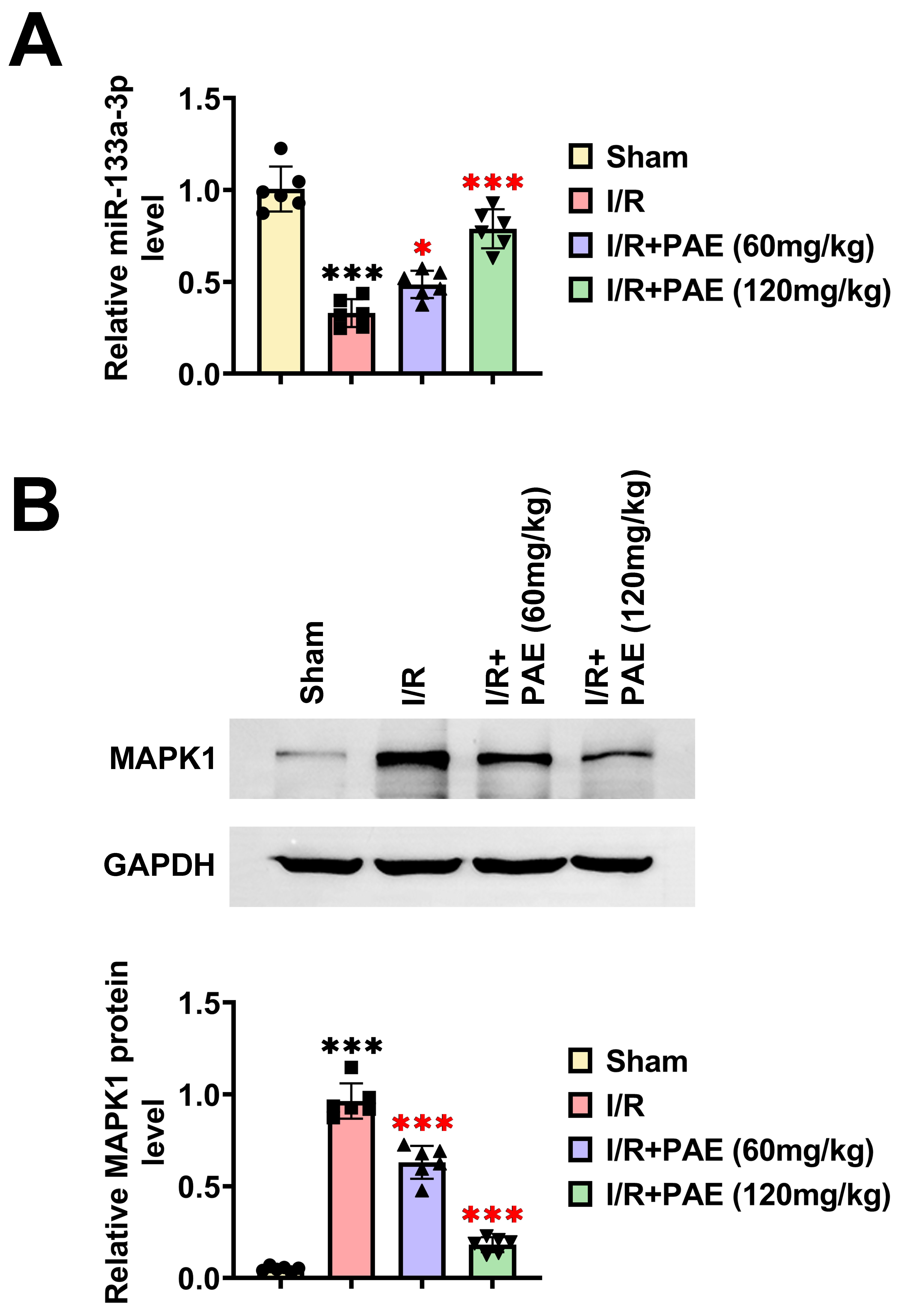 PAE regulates the miR-133a-3p/MAPK1 axis in I/R rats. (A) The
abundance of miR-133a-3p in myocardial tissues was measured by qRT-PCR. (B) The
protein content of MAPK1 was analyzed by western blot. *p < 0.05,
***p < 0.001. The black asterisks denote comparisons with the sham
group, and the red asterisks denote comparisons with the I/R group. I/R:
ischemia-reperfusion; PAE: perillaldehyde; MAPK1: mitogen-activated protein
kinase 1; GAPDH: reduced glyceraldehyde-phosphate dehydrogenase.