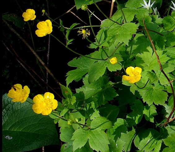 Ranunculus (Mayflower or Butter cup).