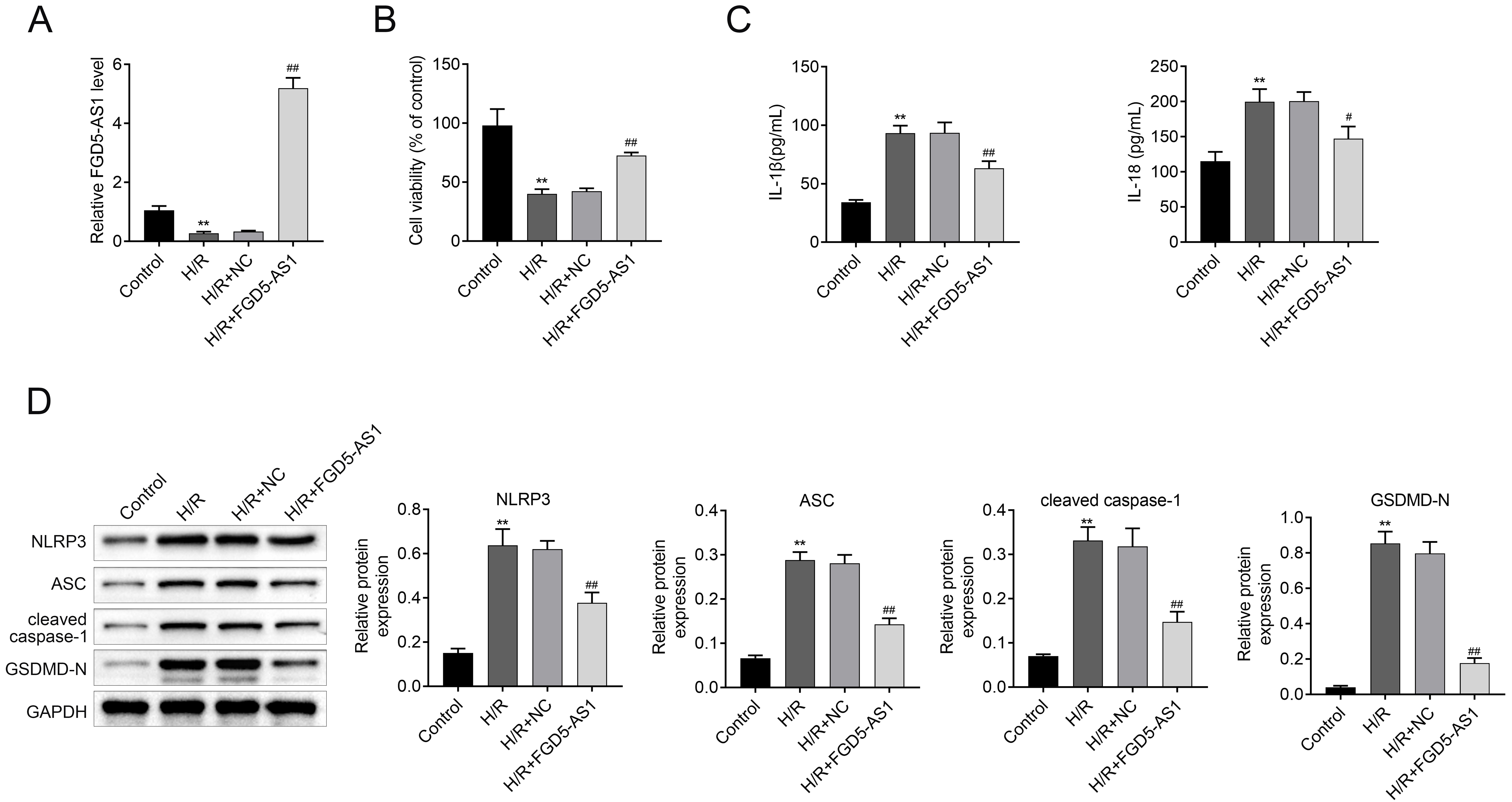 FGD5-AS1 reduces H/R-induced cardiomyocyte pyroptosis. (A) The mRNA expression levels of FGD5-AS1 of H9C2 in each group. (B)
Cell proliferation ability of H9C2 was detected using MTT assay. (C) The protein
expression levels of IL-18 and IL-1β of H9C2 in each group. (D) Western
blot was applied to detect inflammation and cell pyroptosis-related proteins in
H9C2 in each group. Data were presented as the mean ± SD with three
independent experiments. **p < 0.01 versus control group,
#p < 0.05, and ##p < 0.01 versus H/R + NC
group. FGD5-AS1: FGD5 Antisense RNA 1; MTT:
methylthiazolyldiphenyl-tetrazolium bromide; IL-18: interleukin-18;
IL-1β: interleukin-1β; H/R: hypoxia/re-oxygenation; NC: Negative control; NLRP3: NOD-like receptor thermal protein domain associated protein
3; ASC: apoptosis associated speck like protein containing a CARD; GSDMD-N:
gasdermin; GAPDH: glyceraldehyde-3-phosphate dehydrogenase.
