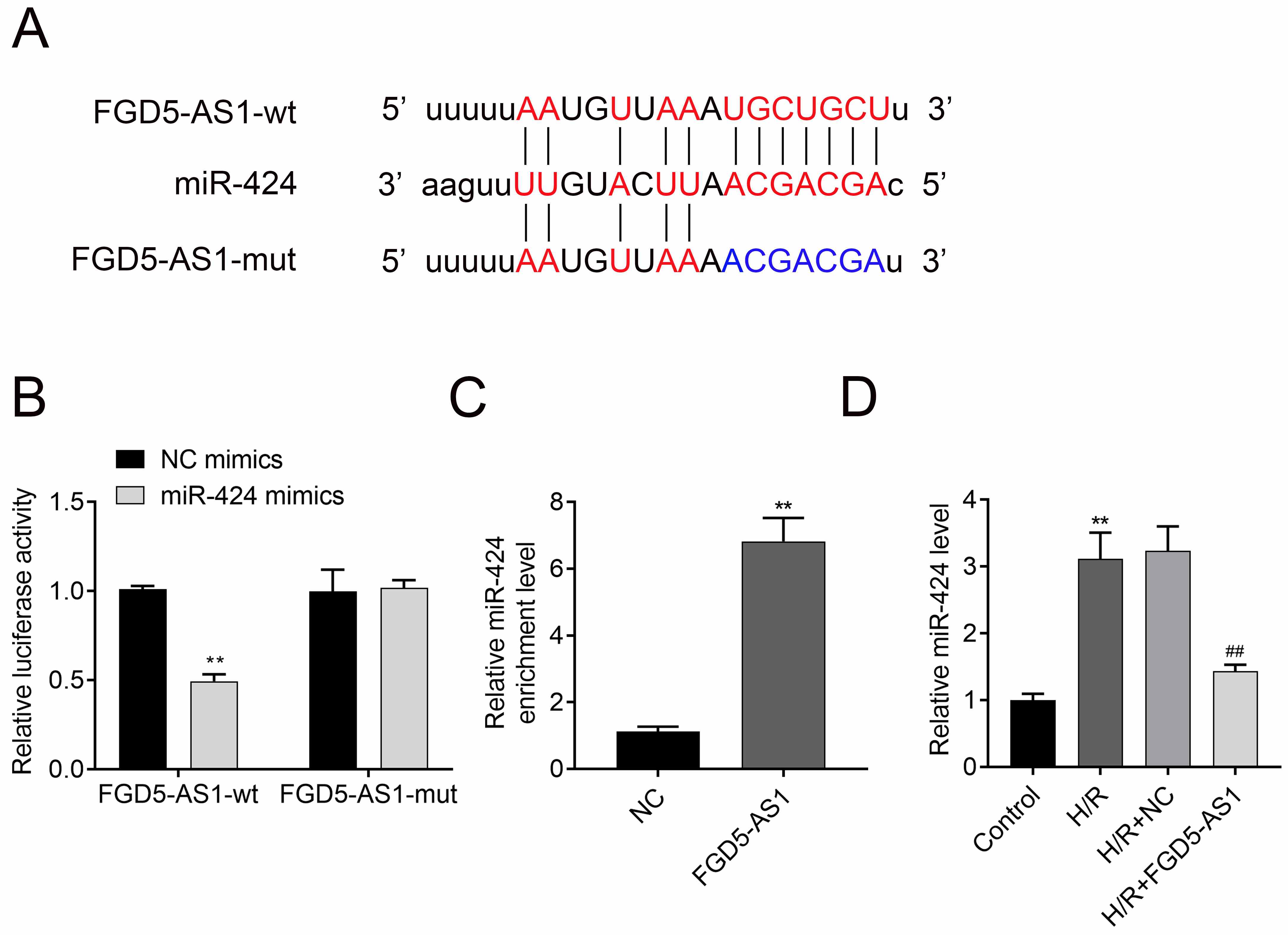 FGD5-AS1 targets miR-424 expression. (A)
Forecast of miR-424 binding sites on target gene FGD5-AS1 by
StarBase. (B) Dual-luciferase assays were carried out after cells were
co-transfected FGD5-AS1-wt or FGD5-AS1-mut with
miR-424 mimics and NC mimics (control), respectively. (C) RNA pulldown
experiment showed that miR-424 was significantly enriched for
FGD5-AS1. (D) The mRNA expression levels of miR-424 of H9C2 in
each group. Data were presented as the mean ± SD with three independent
experiments. **p < 0.01 versus control group and
##p < 0.01 versus H/R + NC group. FGD5-AS1: FGD5
Antisense RNA 1; NC: Negative control; H/R: hypoxia/re-oxygenation.