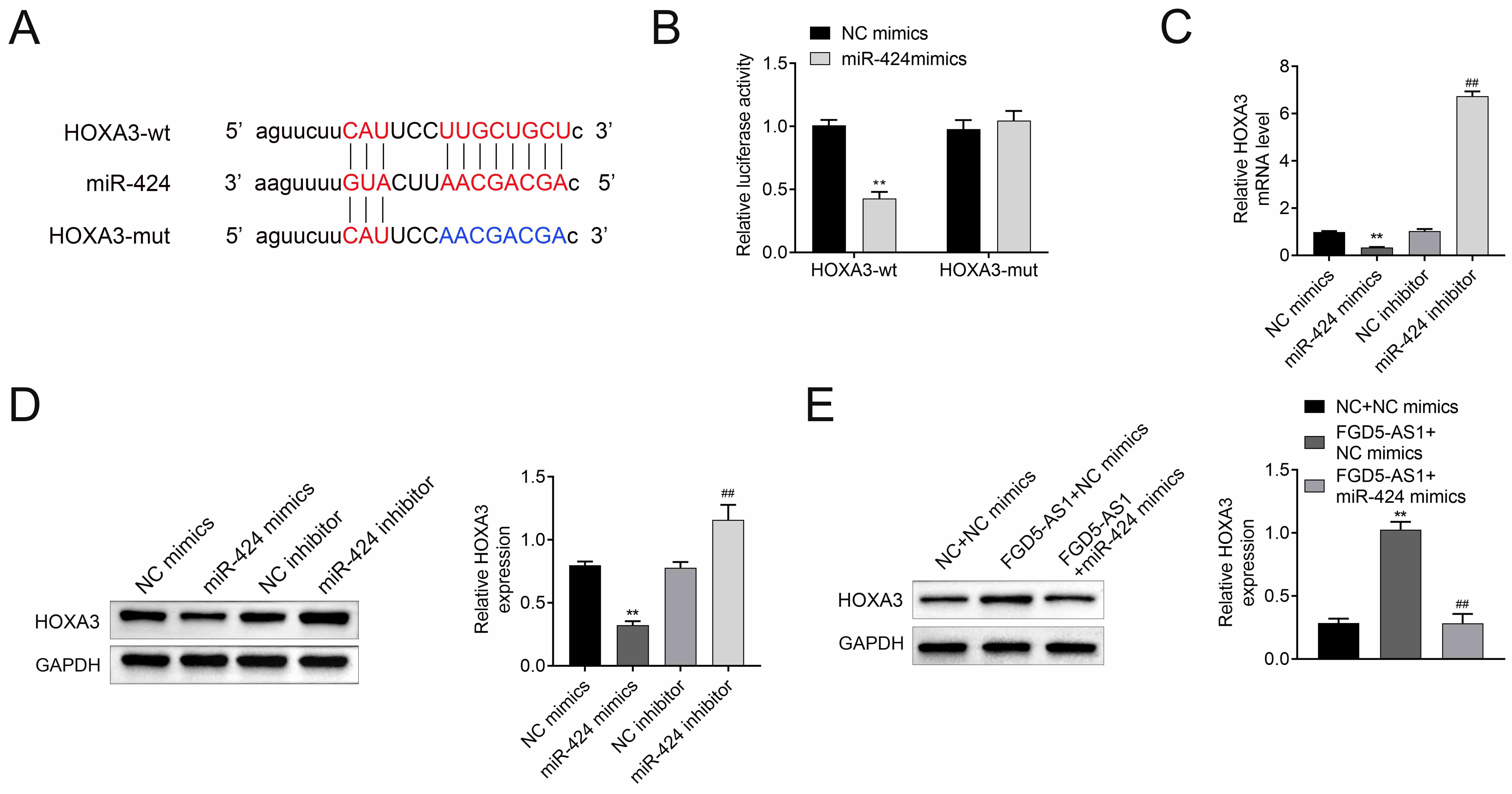 FGD5-AS1 regulates HOXA3 expression by targeting
miR-424. (A) Forecast of miR-424 binding sites on target gene
HOXA3 by StarBase. (B) Dual-luciferase assays were carried out after cells were
co-transfected HOXA3-wt or HOXA3-mut with miR-424 mimics and NC mimics
(control), respectively. (C,D) The mRNA and protein expression levels of HOXA3 in
H9C2 in each group. (E) The protein expression levels of HOXA3 in H9C2 in each
group. Data were presented as the mean ± SD with three independent
experiments. **p < 0.01 versus control group and
##p < 0.01 versus H/R + NC group. HOXA3: Homeobox A3; NC:
Negative control; GAPDH: glyceraldehyde-3-phosphate dehydrogenase;
FGD5-AS1: FGD5 Antisense RNA 1.