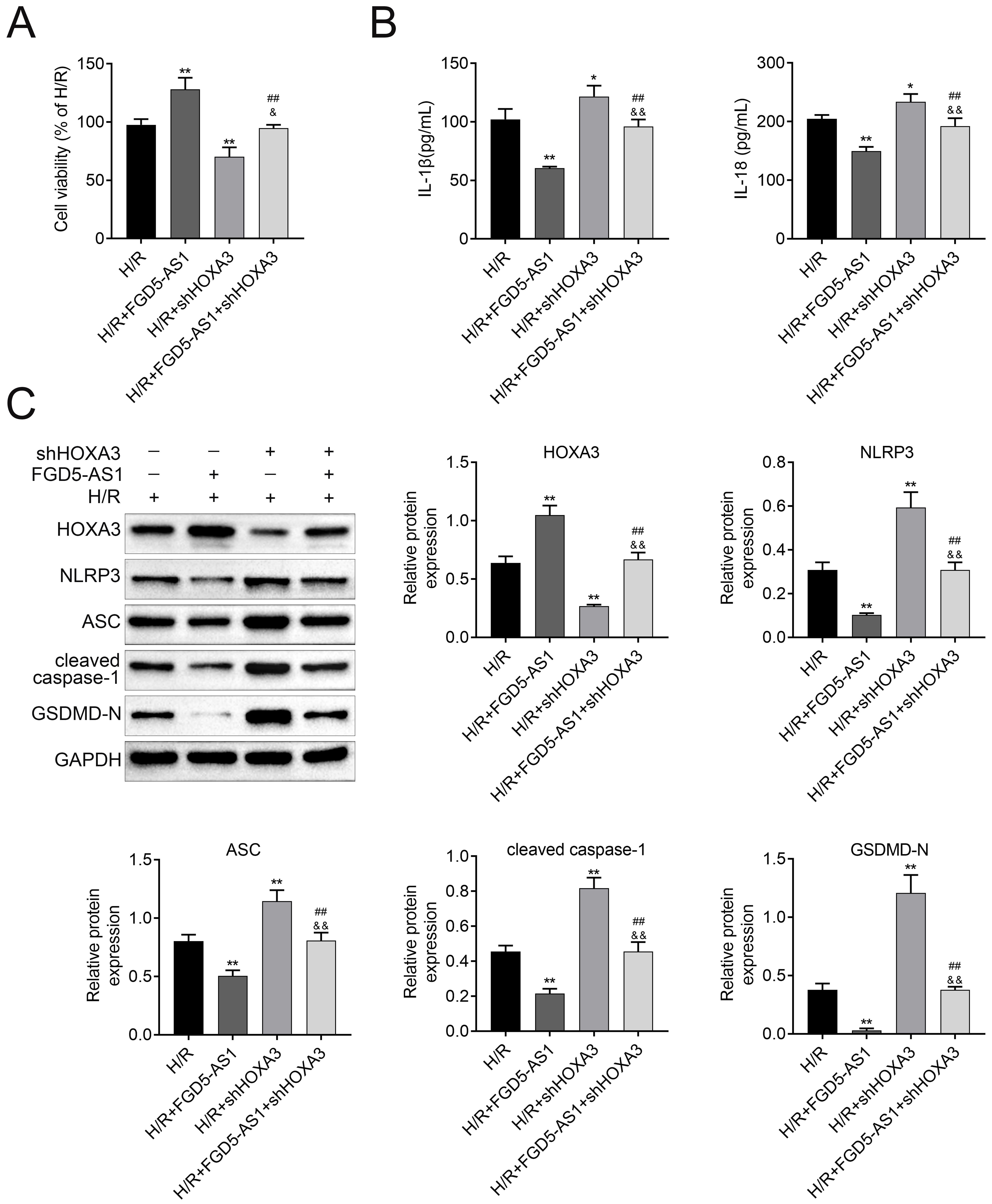 FGD5-AS1 alleviates H/R-induced cardiomyocyte
pyroptosis by regulating HOXA3 expression. (A) Cell proliferation ability of
H9C2 was detected using MTT assay. (B) The protein expression of IL-18 and
IL-1β of H9C2 in each group. (C) Western blot was applied to detect
inflammation and cell pyroptosis-related proteins in H9C2 in each group. Data
were presented as the mean ± SD with three independent experiments.
*p < 0.05 and **p < 0.01 versus H/R
group; ##p < 0.01 versus H/R + FGD5-AS1 group;
&p < 0.05 and &&p < 0.01 versus H/R + shHOXA3
group. FGD5-AS1: FGD5 Antisense RNA 1; H/R: hypoxia/re-oxygenation; HOXA3:
Homeobox A3; MTT: methylthiazolyldiphenyl-tetrazolium bromide; IL-18:
interleukin-18; IL-1β: interleukin-1β; NC: Negative control; NLRP3: NOD-like receptor thermal protein domain associated protein
3; ASC: apoptosis associated speck like protein containing a CARD; GSDMD-N:
gasdermin; GAPDH: glyceraldehyde-3-phosphate dehydrogenase.