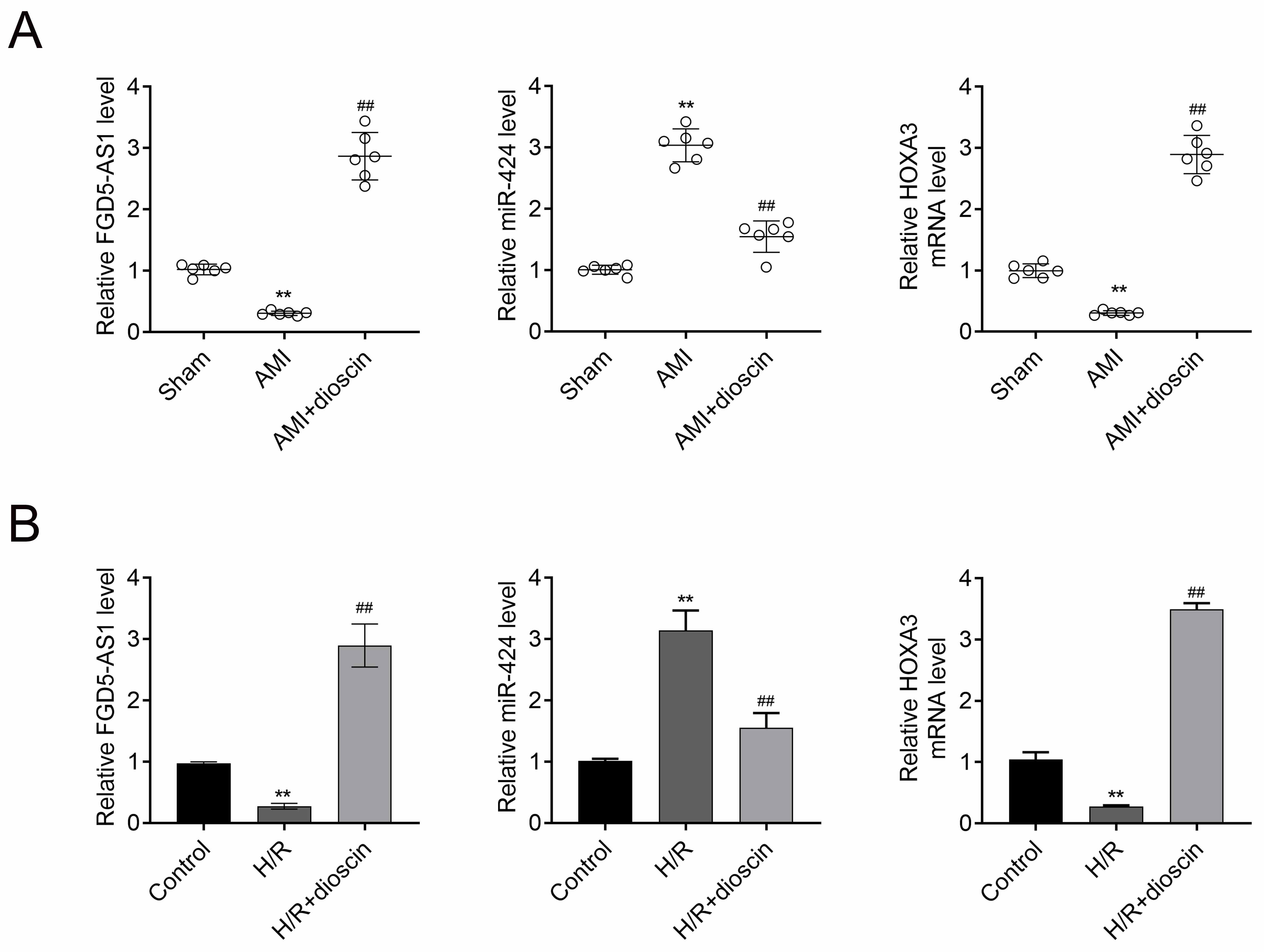 Dioscin regulates the expression of
FGD5-AS1/miR-424/HOXA3 axis. (A,B) The mRNA expression levels
of FGD5-AS1, miR-424, and HOXA3 of AMI rats and H9C2 in each
group. Data were presented as the mean ± SD with three independent
experiments. **p < 0.01 versus control group and
##p < 0.01 versus dioscin group. AMI: Acute myocardial
infarction; FGD5-AS1: FGD5 Antisense RNA 1; HOXA3: Homeobox A3; H/R:
hypoxia/re-oxygenation.