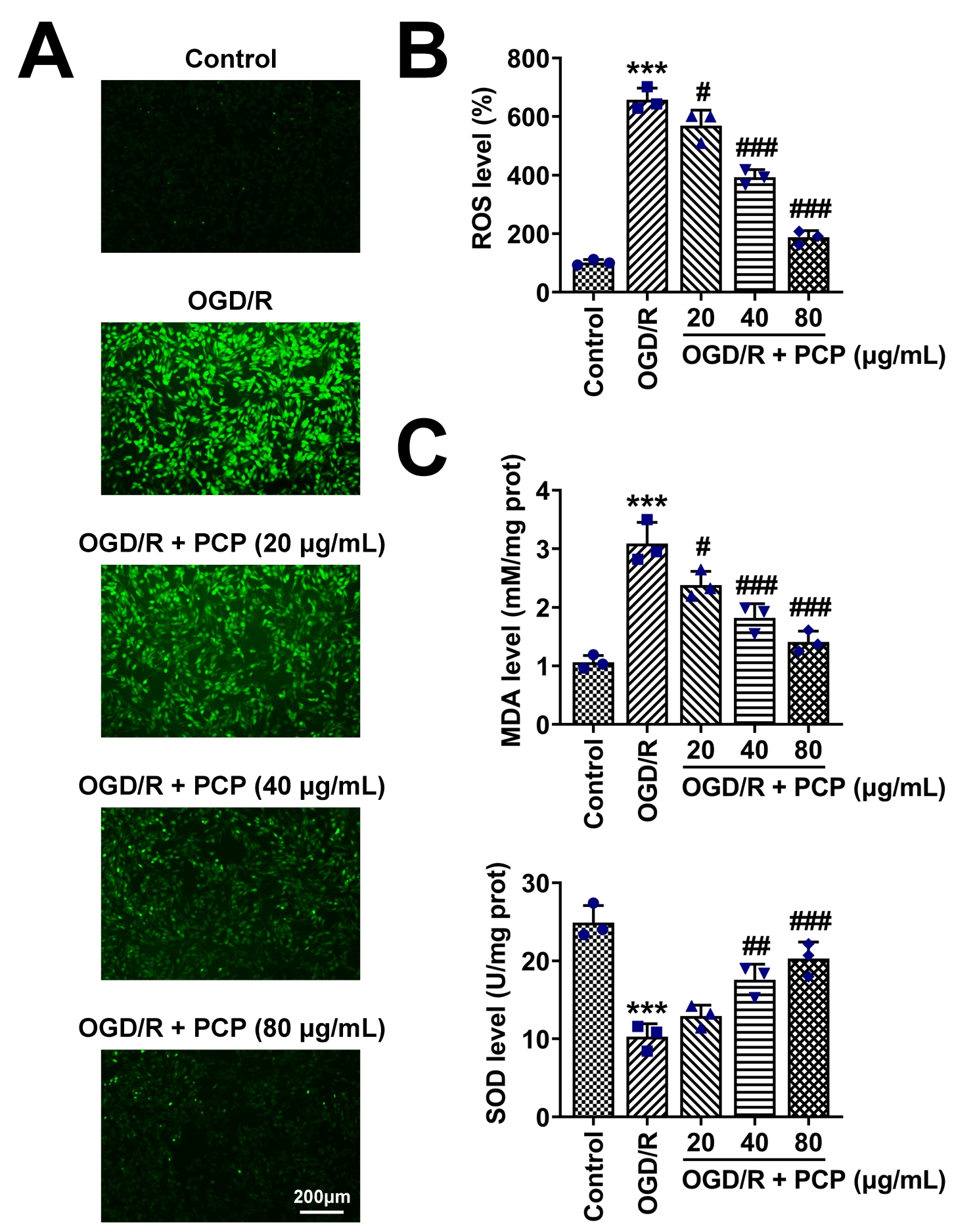 Effects of PCP on ROS levels in OGD/R-induced HT22 cells. (A)
ROS levels in different groups (Control, OGD/R, OGD/R + PCP) were assessed by
DCFH-DA assay. (B) MDA content in different groups (Control, OGD/R, OGD/R + PCP)
was detected using MDA assay. (C) SOD activity assay evaluated SOD activity in
different groups (Control, OGD/R, OGD/R + PCP). Statistical analysis was
performed using a one-way ANOVA. Significance was indicated as
***p < 0.001 compared to OGD/R group; #p < 0.05,
##p < 0.01, ###p < 0.001 compared to Control group.
OGD/R: Oxygen and Glucose Deprivation/Reperfusion; PCP: Polygonatum
cyrtonema Hua Polysaccharides; ROS: Reactive Oxygen Species; MDA:
Malondialdehyde; SOD: Superoxide Dismutase.