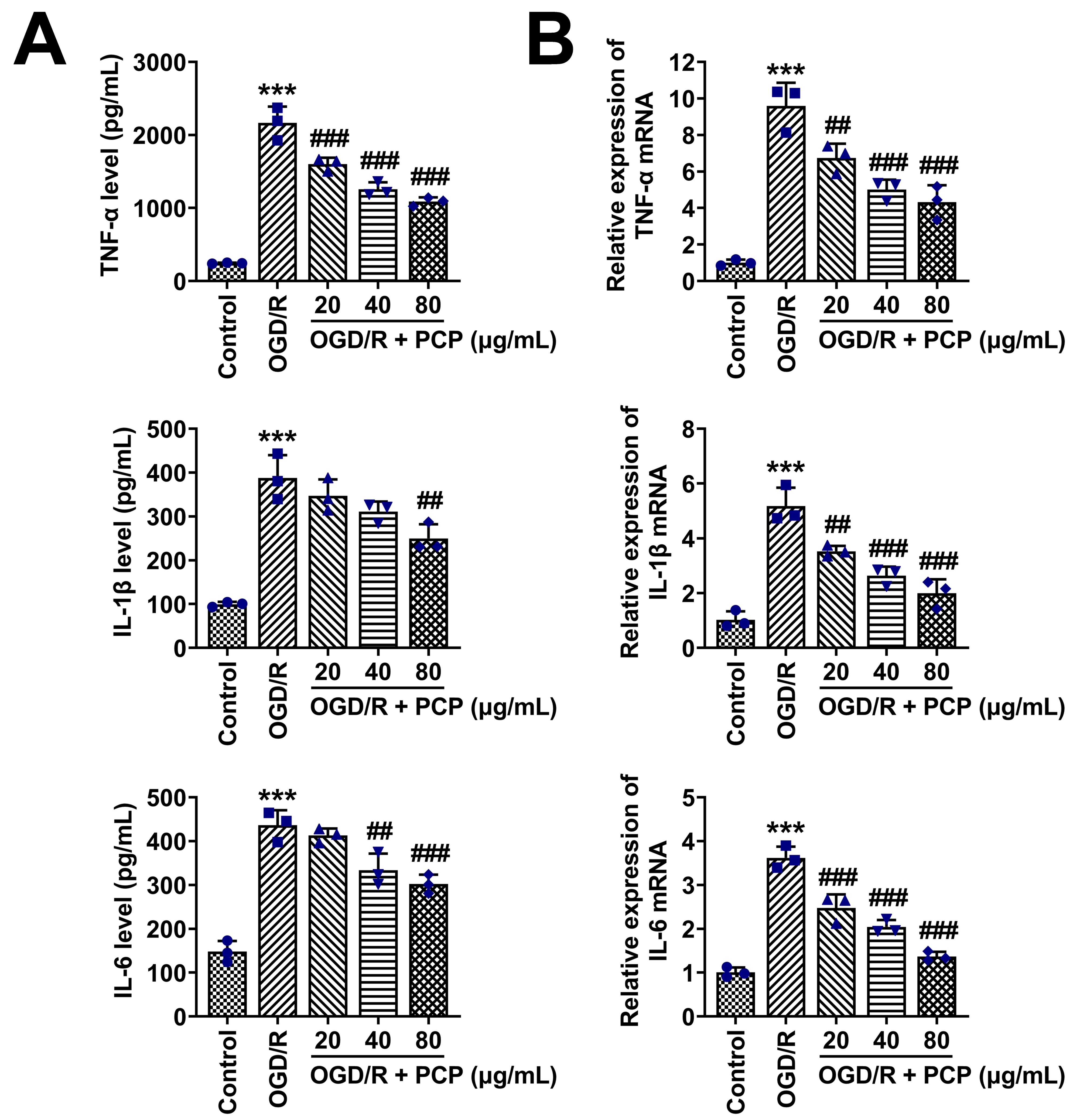 Effects of PCP on inflammatory cytokines production in
OGD/R-induced HT22 cells. (A) TNF-α, IL-1β, and IL-6 levels in
different groups (Control, OGD/R, OGD/R + PCP) were measured with ELISA. (B) qPCR
analysis of TNF-α, IL-1β, and IL-6 mRNA expression in different
groups (Control, OGD/R, OGD/R + PCP). Statistical analysis was performed using a
one-way ANOVA. Significance was indicated as ***p < 0.001
compared to OGD/R group; ##p < 0.01, ###p < 0.001
compared to Control group. TNF: Tumor Necrosis Factor; mRNA: Messenger RNA; IL:
Interleukin; OGD/R: Oxygen and Glucose Deprivation/Reperfusion; OGD/R + PCP:
Oxygen and Glucose Deprivation/Reperfusion combined with Polygonatum
cyrtonema Hua Polysaccharides.
