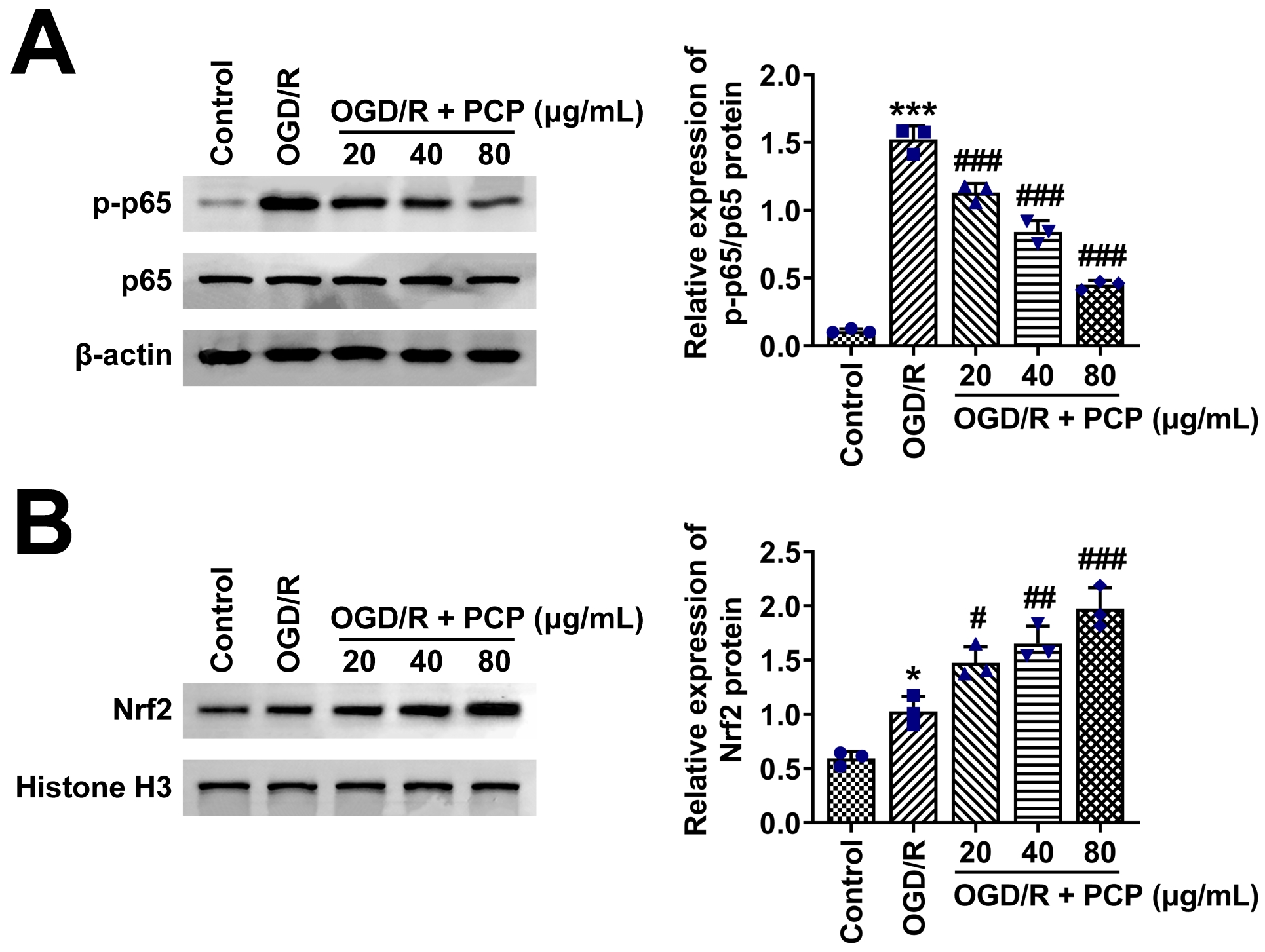 PCP activates the Nrf2 pathway and inhibits the NF-κB
pathway in OGD/R-induced HT22 cells. (A) Immunoblot analysis of p65 and p-p65
protein expression in different groups (Control, OGD/R, OGD/R + PCP). (B)
Immunoblot analysis of Nrf2 protein expression in different groups (Control,
OGD/R, OGD/R + PCP). Statistical analysis was performed using a one-way ANOVA.
Significance was indicated as *p < 0.05,
***p < 0.001 compared to OGD/R group; #p < 0.05,
##p < 0.01, ###p < 0.001 compared to Control group.
OGD/R: Oxygen and Glucose Deprivation/Reperfusion; OGD/R + PCP: Oxygen and
Glucose Deprivation/Reperfusion combined with Polygonatum cyrtonema Hua
Polysaccharides.