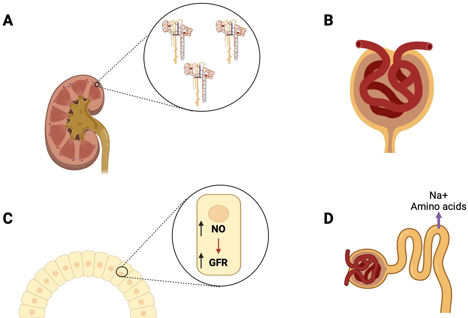 Mechanisms of amino acids induced glomerular filtration enhancement. (A) Amino acids activate normally silent cortical glomeruli, especially in the cortical region. (B) They cause vasodilation of the afferent arteriole, increasing blood flow. (C) Amino acids have a direct effect on the macula densa, stimulating the production of nitric oxide (NO) and thereby increasing the glomerular filtration rate (GFR). (D) Amino acids are co-transported with sodium via a sodium-amino acid transporter, leading to increased sodium reabsorption in the proximal tubule.