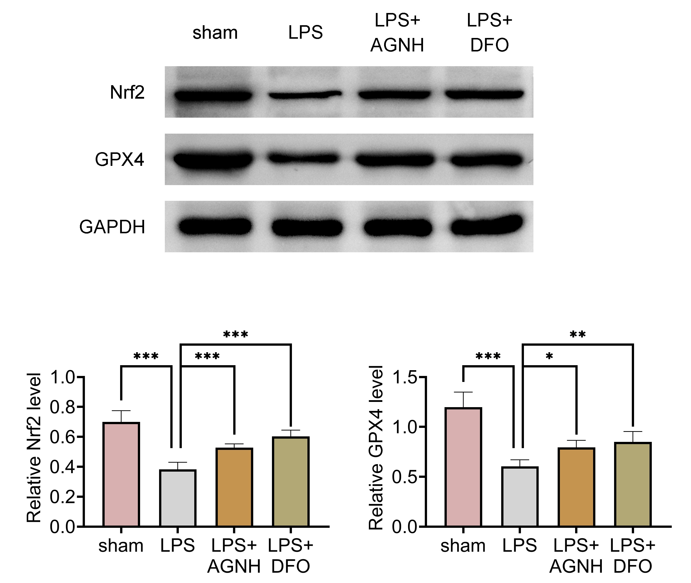 AGNH promoted Nrf2/GPX4 signaling pathway. Mice were separated
into the sham, LPS, LPS + 100 mg/kg AGNH and LPS + 100 mg/kg DFO groups.
The protein expressions of Nrf2 and GPX4
were determined through western blot. N = 6 mice in each group. *p <
0.05, **p < 0.01, ***p < 0.001. LPS: lipopolysaccharide;
AGNH: Angong Niuhuang Pill; DFO: Defetoxamine; Nrf2: nuclear factor erythroid
2-related factor 2; GPX4: glutathione peroxidase 4; GAPDH:
glyceraldehyde-3-phosphate dehydrogenase.