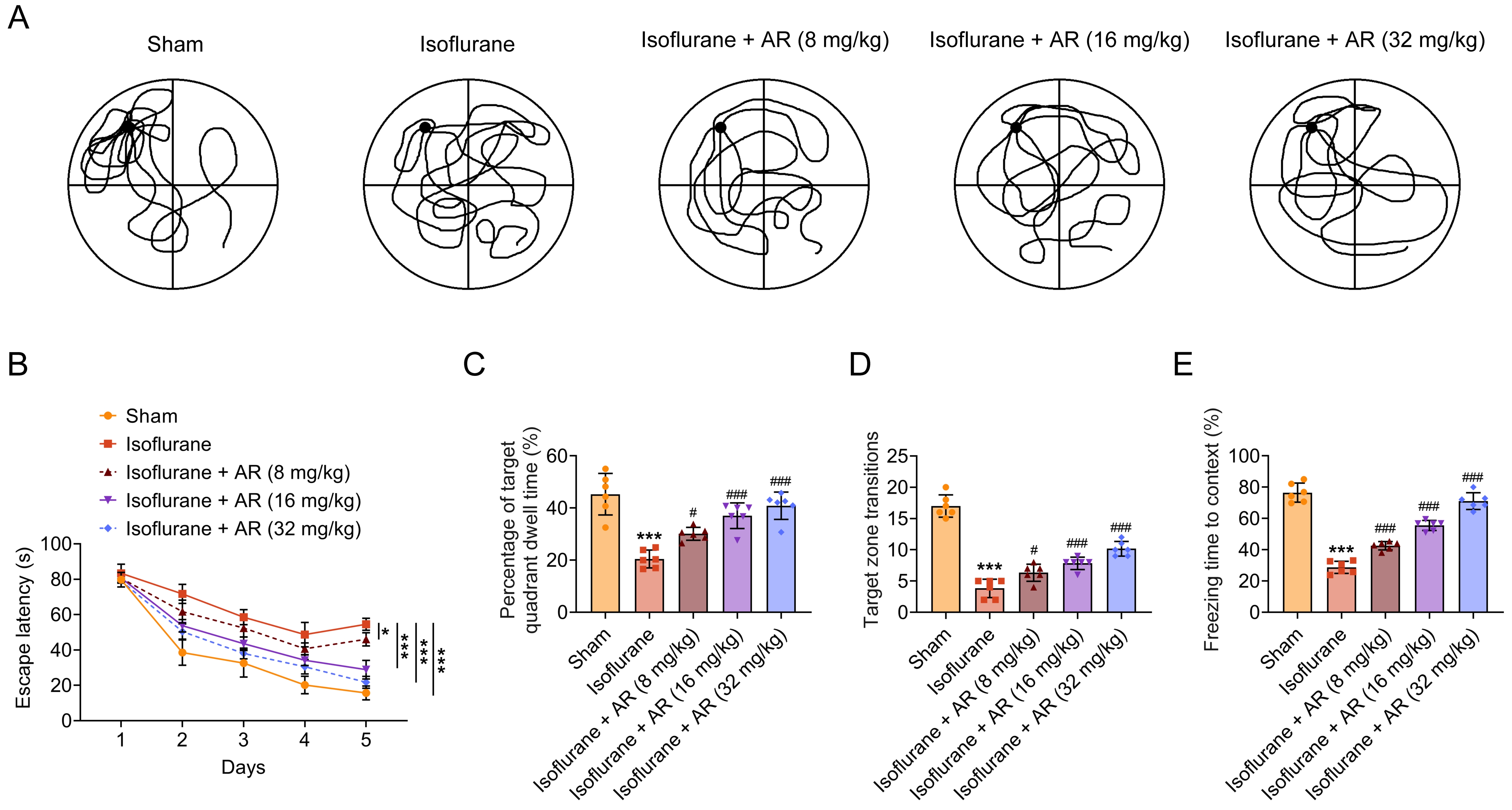 Clematichinenoside AR can improve isoflurane-stimulated
cognitive dysfunction in mice. (A) Representative swim paths in the MWM. (B)
Escape latency in the MWM. (C) The percentage of time spent in the target
quadrant in the probe trial of the MWM. (D) The number of target zone transitions
in the probe trial of the MWM. (E) Freezing time in the fear conditioning context
test. Data were presented as the mean ± SD with three independent
experiments. *p < 0.05, ***p < 0.001,
versus sham group, #p < 0.05, ###p < 0.001,
and versus isoflurane group. AR: Clematichinenoside AR; MWM: Morris Water Maze.
